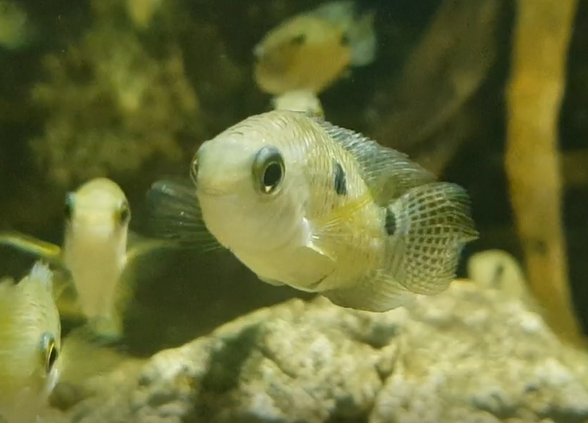 Cichlasoma portalegrense "Mato Grosso"