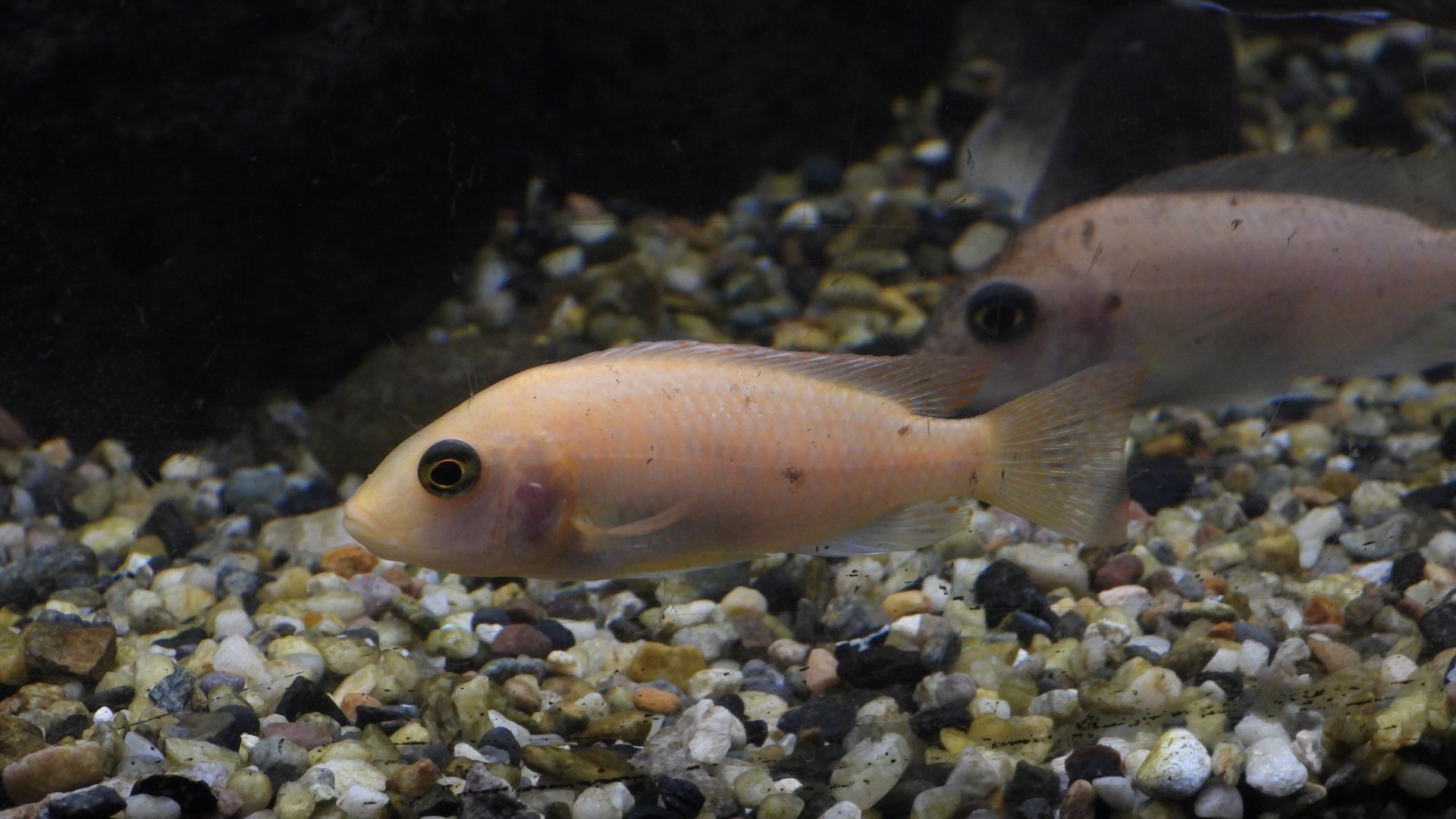 Cichlid 1 (Las Vegas Natural History Museum)