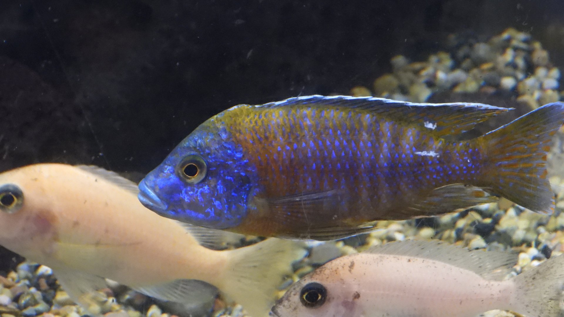 Cichlid 2 (Las Vegas Natural History Museum)