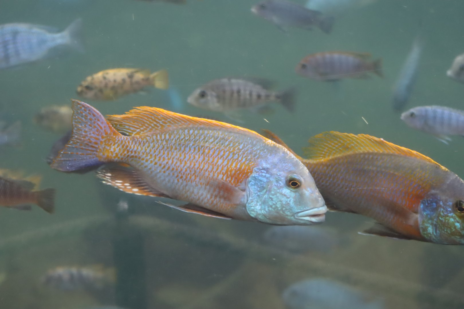 Cichlid - 7 July 2024