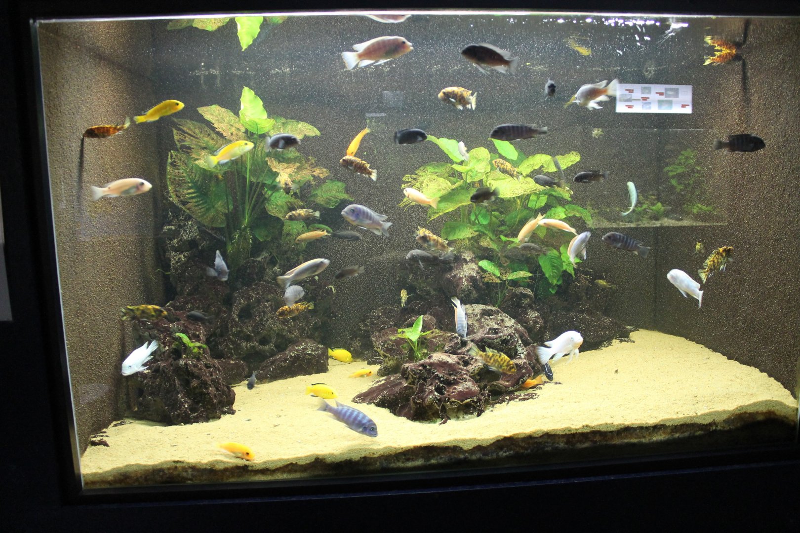 Cichlid-aquarium