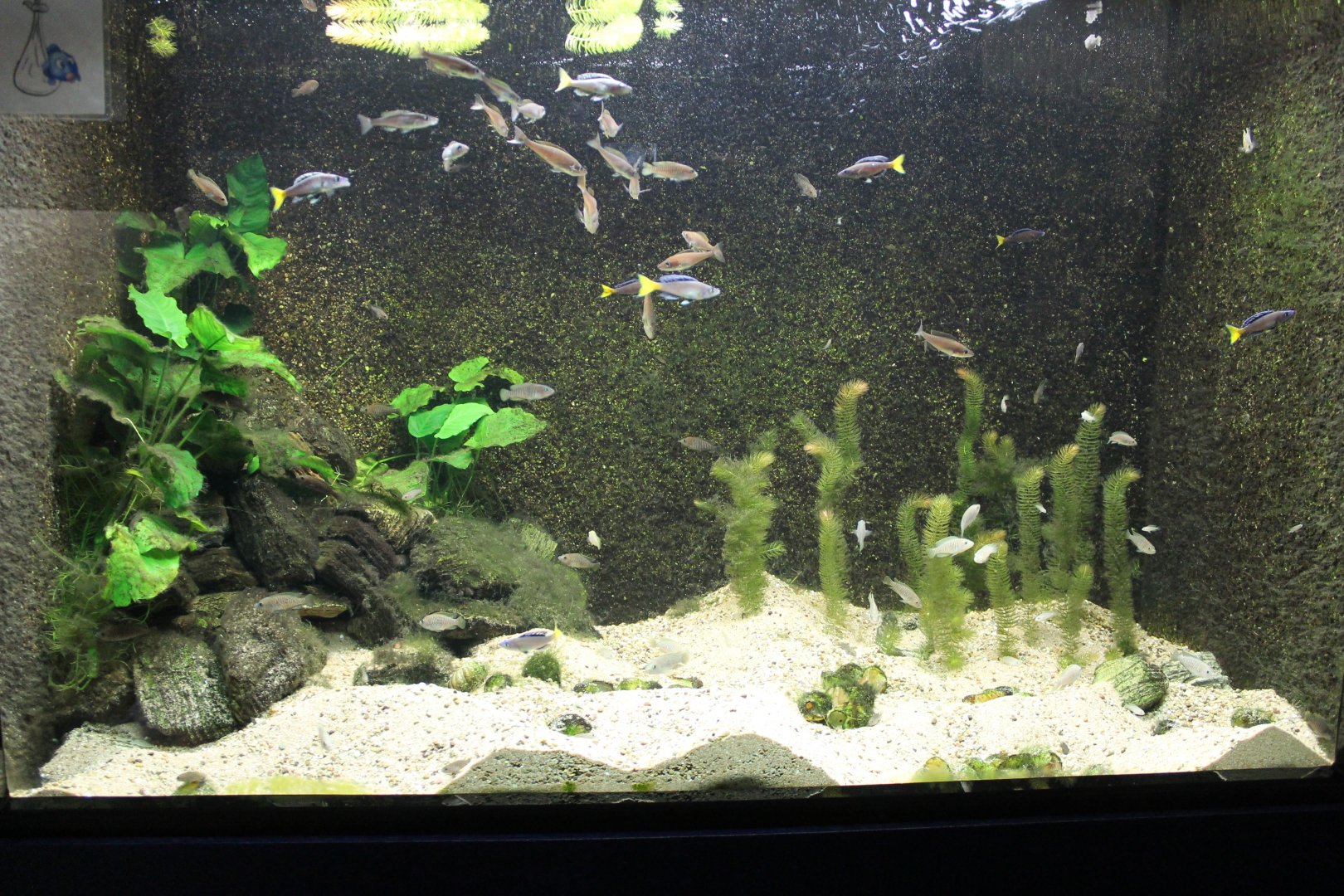 Cichlid-aquarium