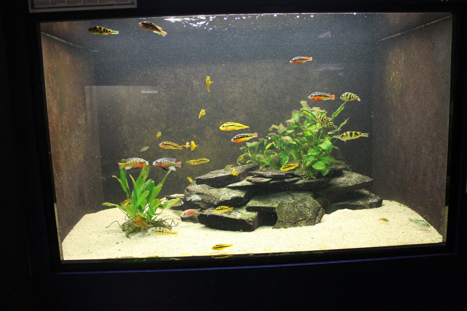Cichlid-aquarium