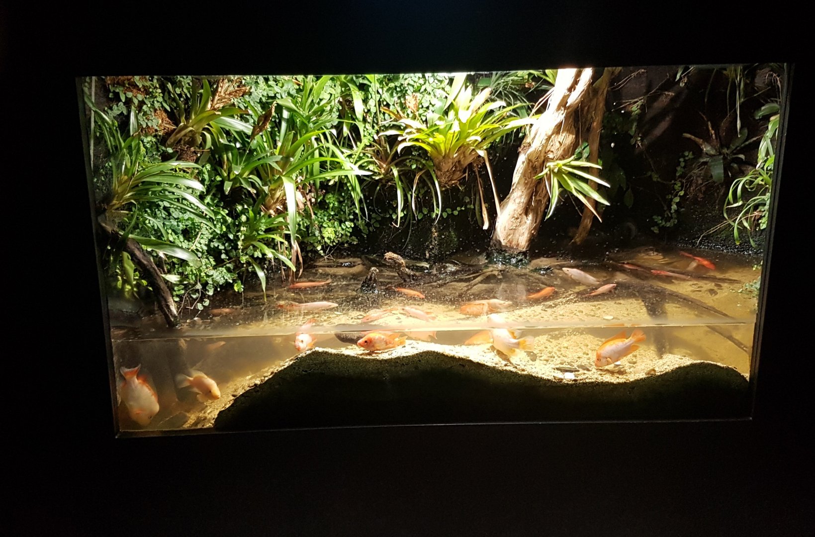 Cichlid-aquarium