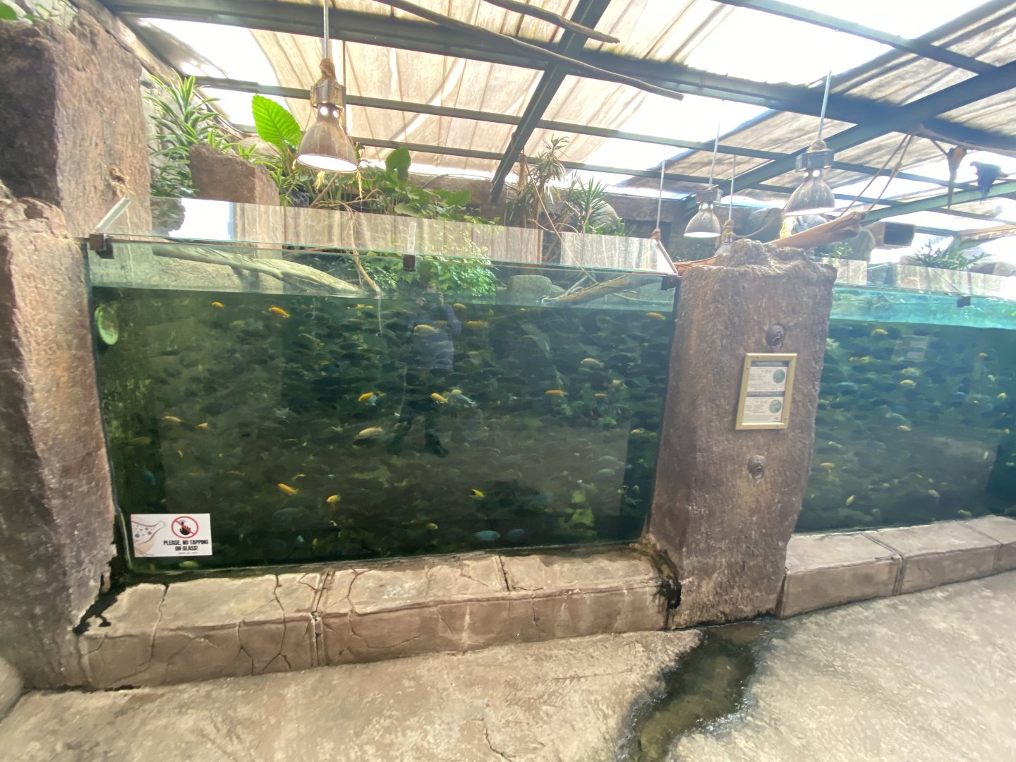 Cichlid aquarium