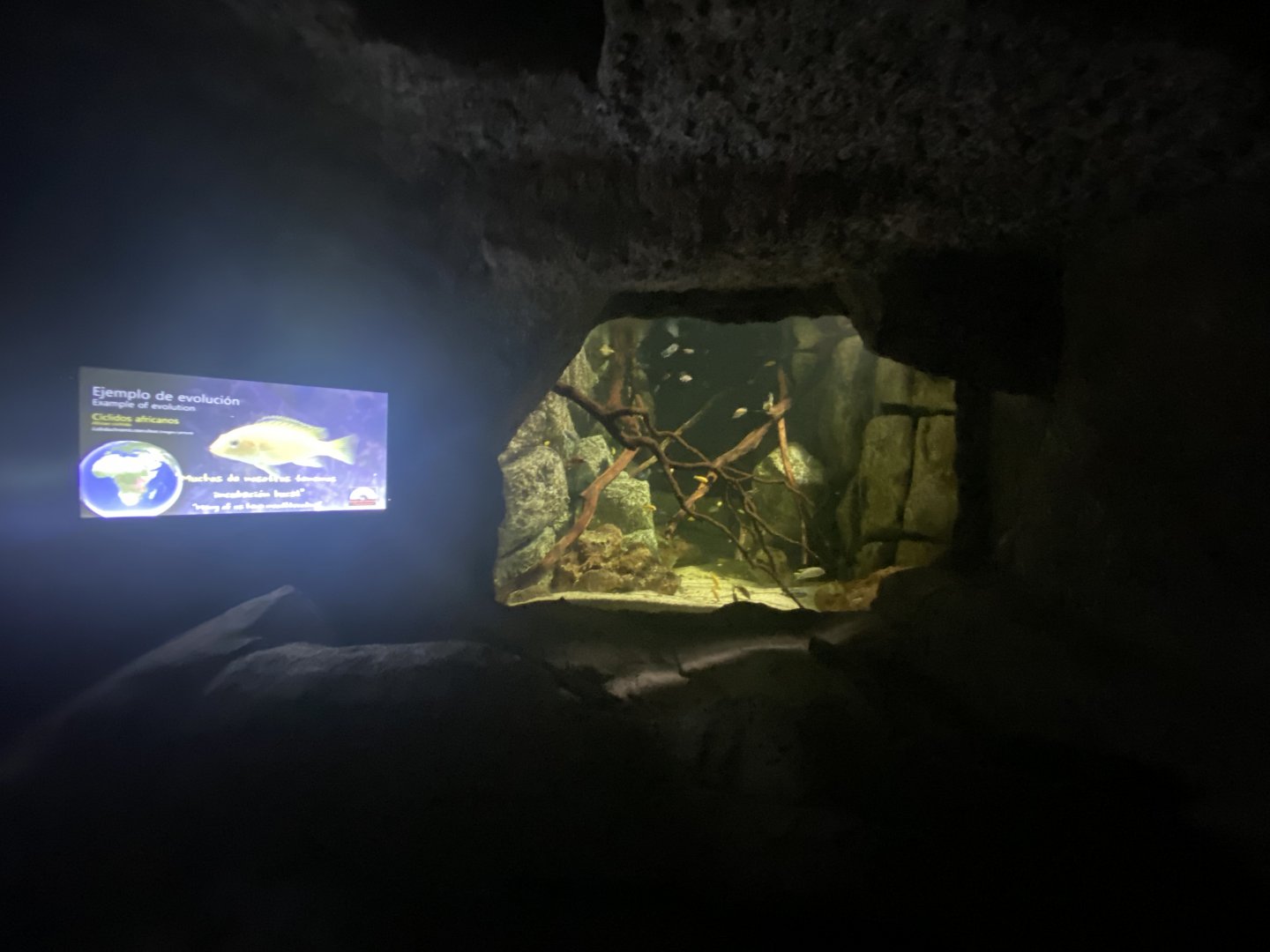 Cichlid aquarium