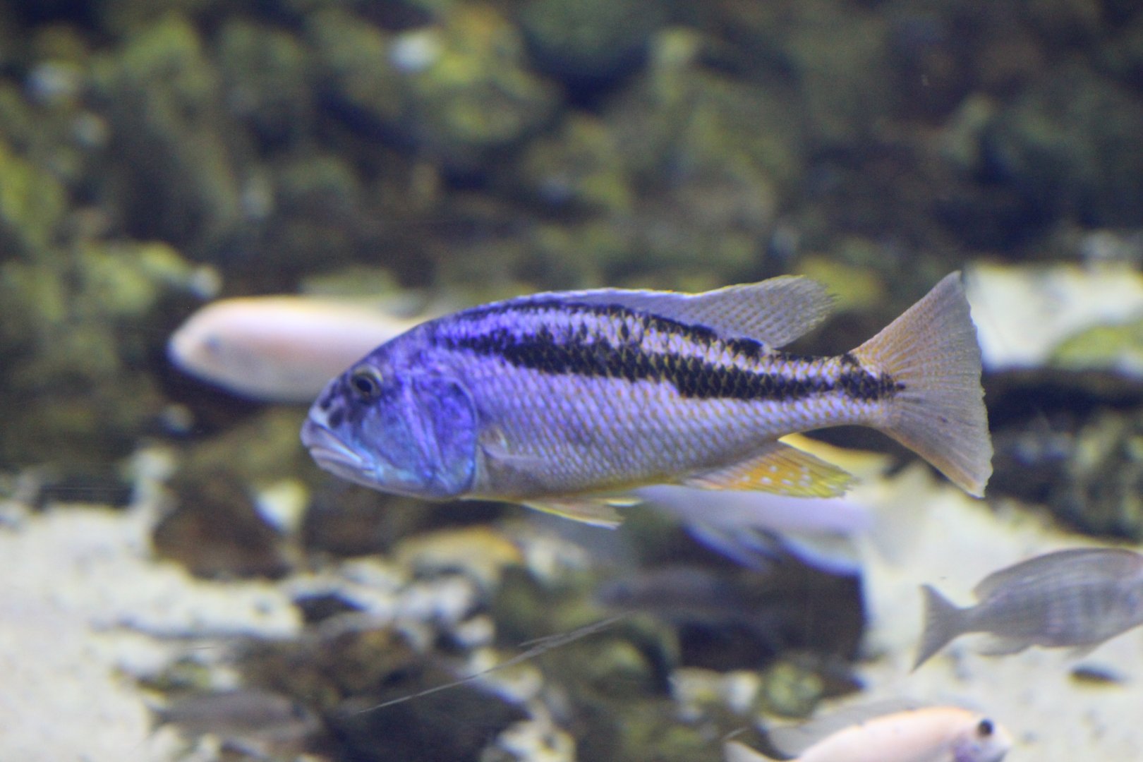 Cichlid (Aristochromis christyi)