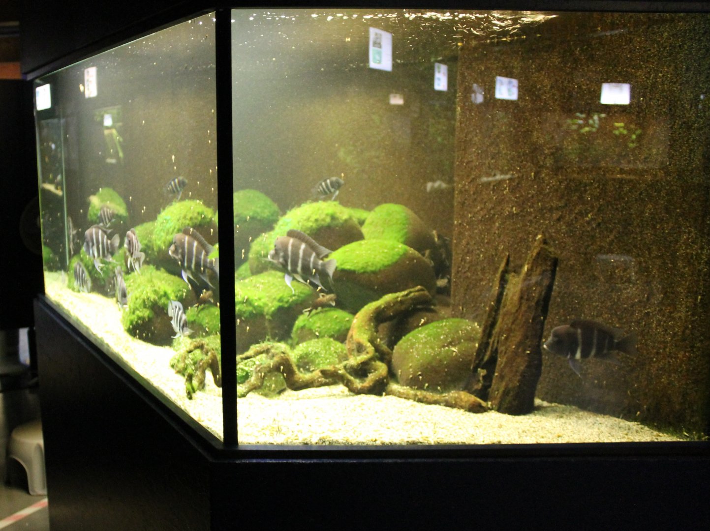 Cichlid - Catfish Aquarium