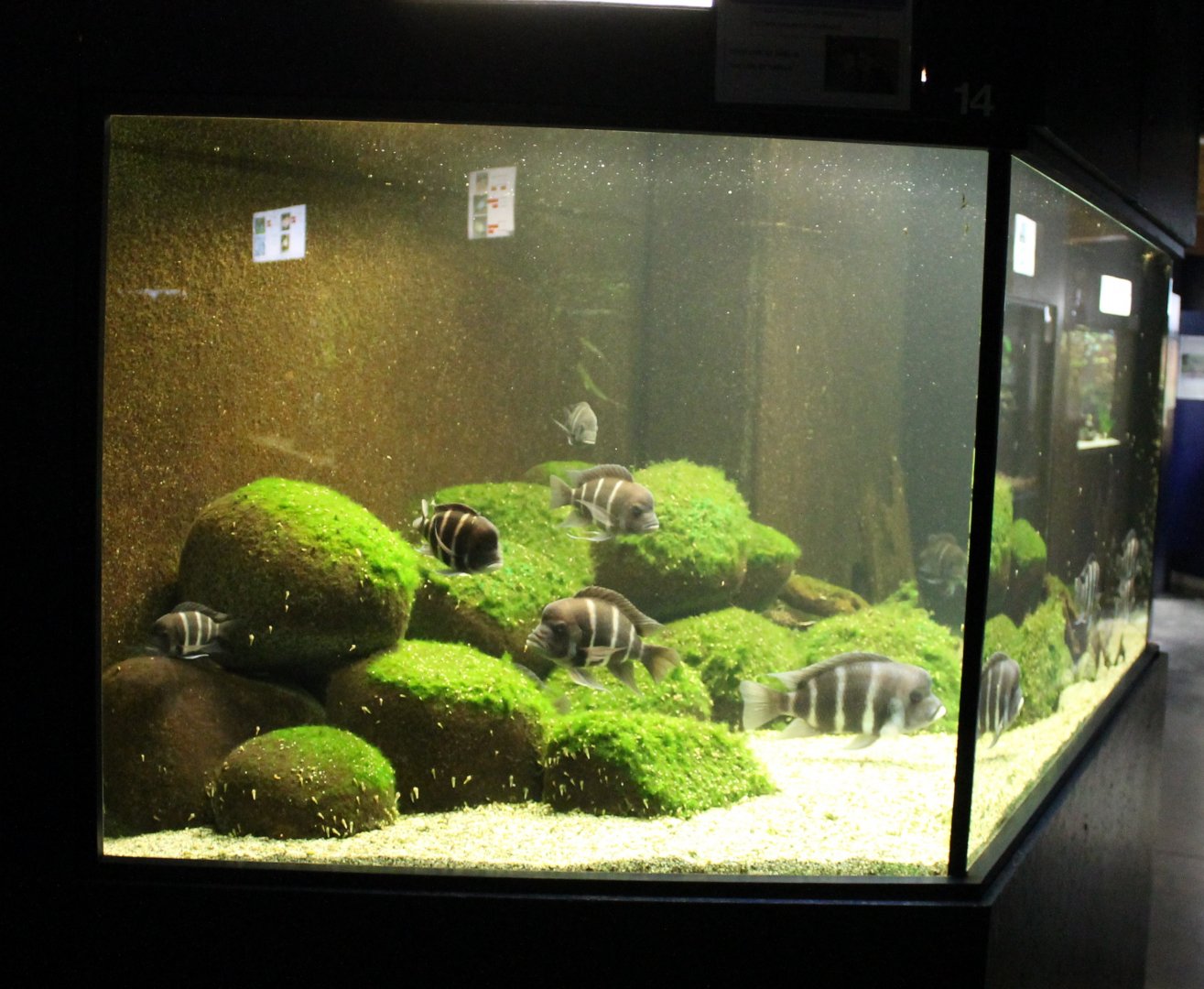 Cichlid - Catfish Aquarium