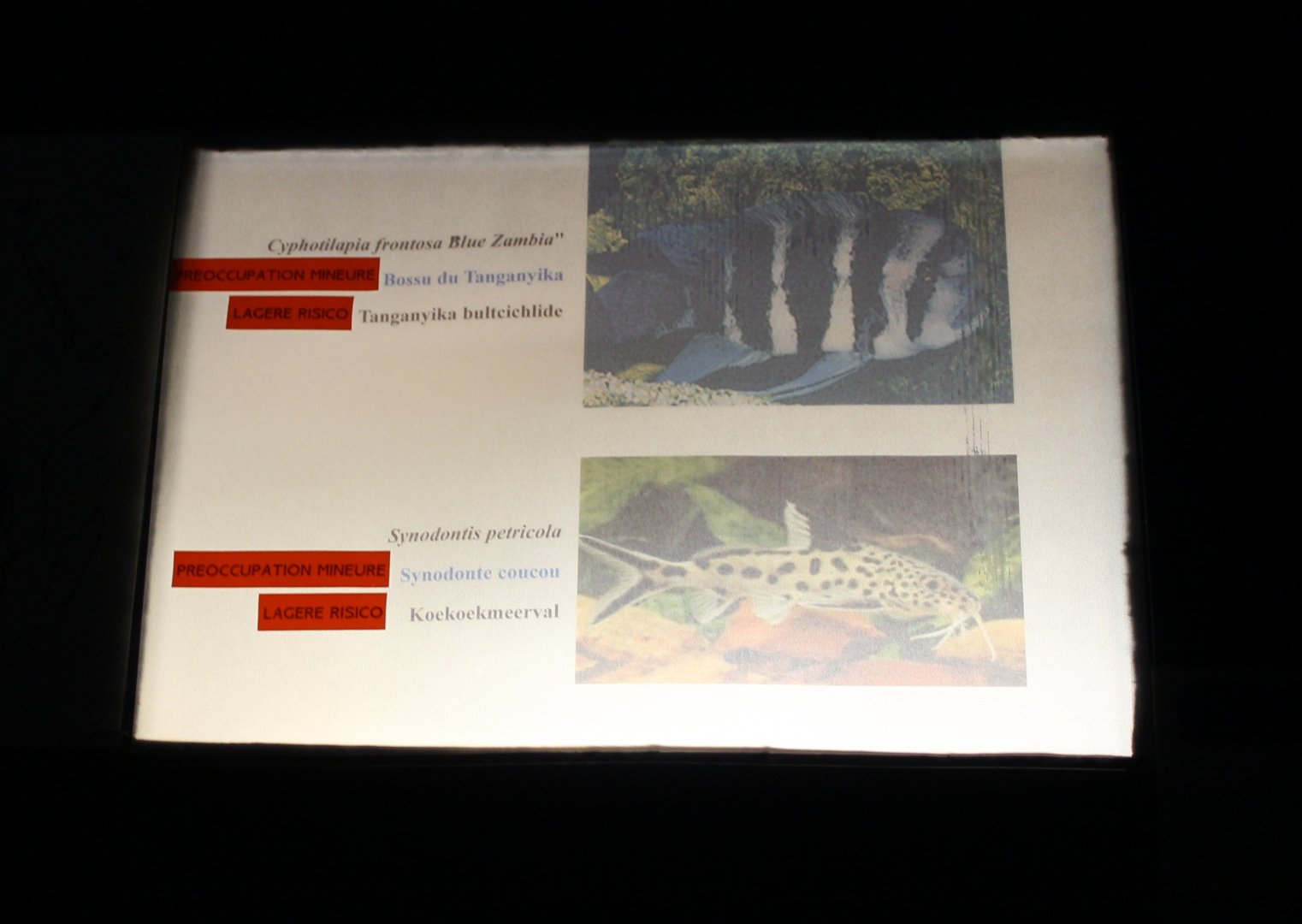 Cichlid - Catfish Sign