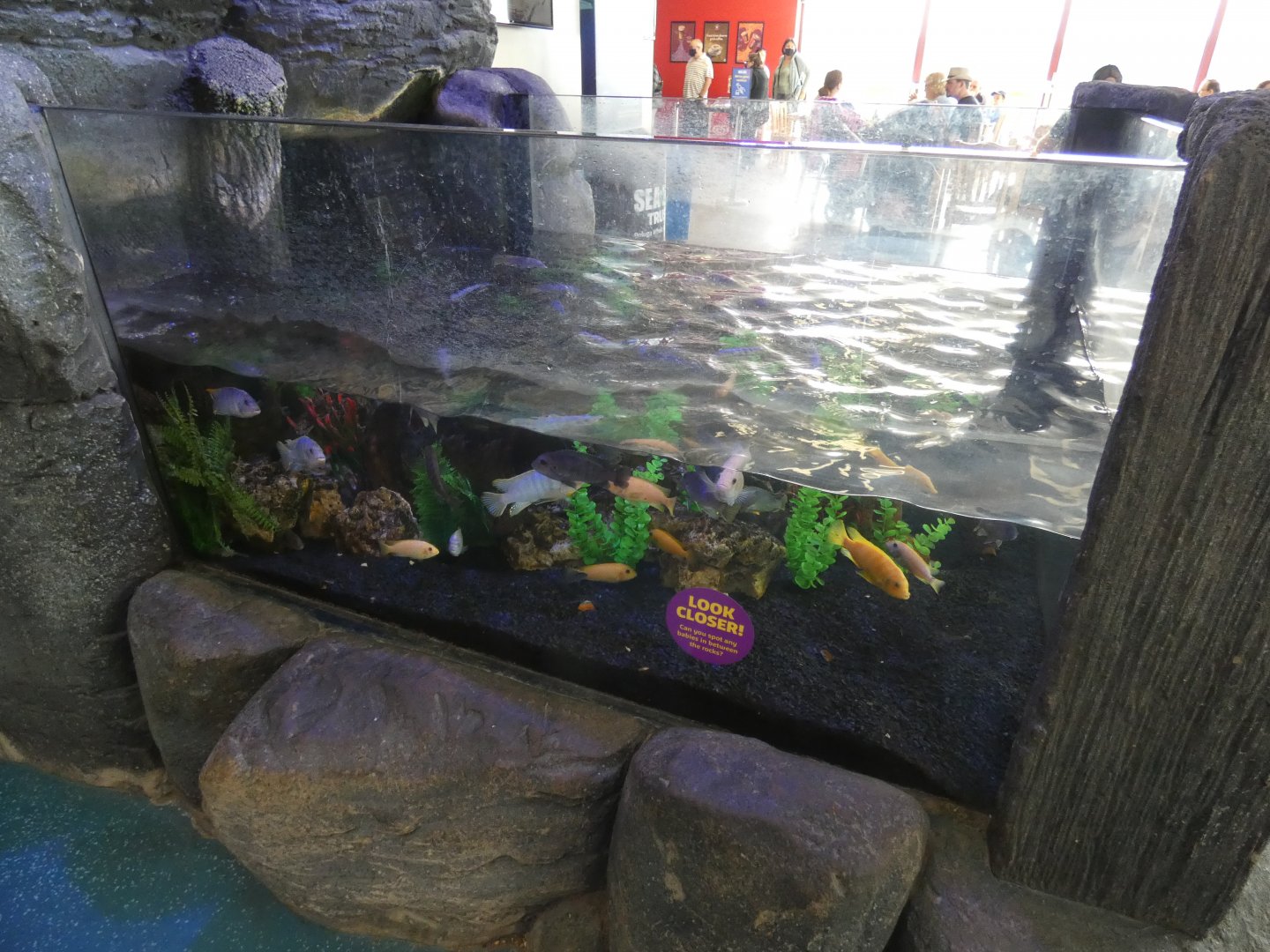 Cichlid display