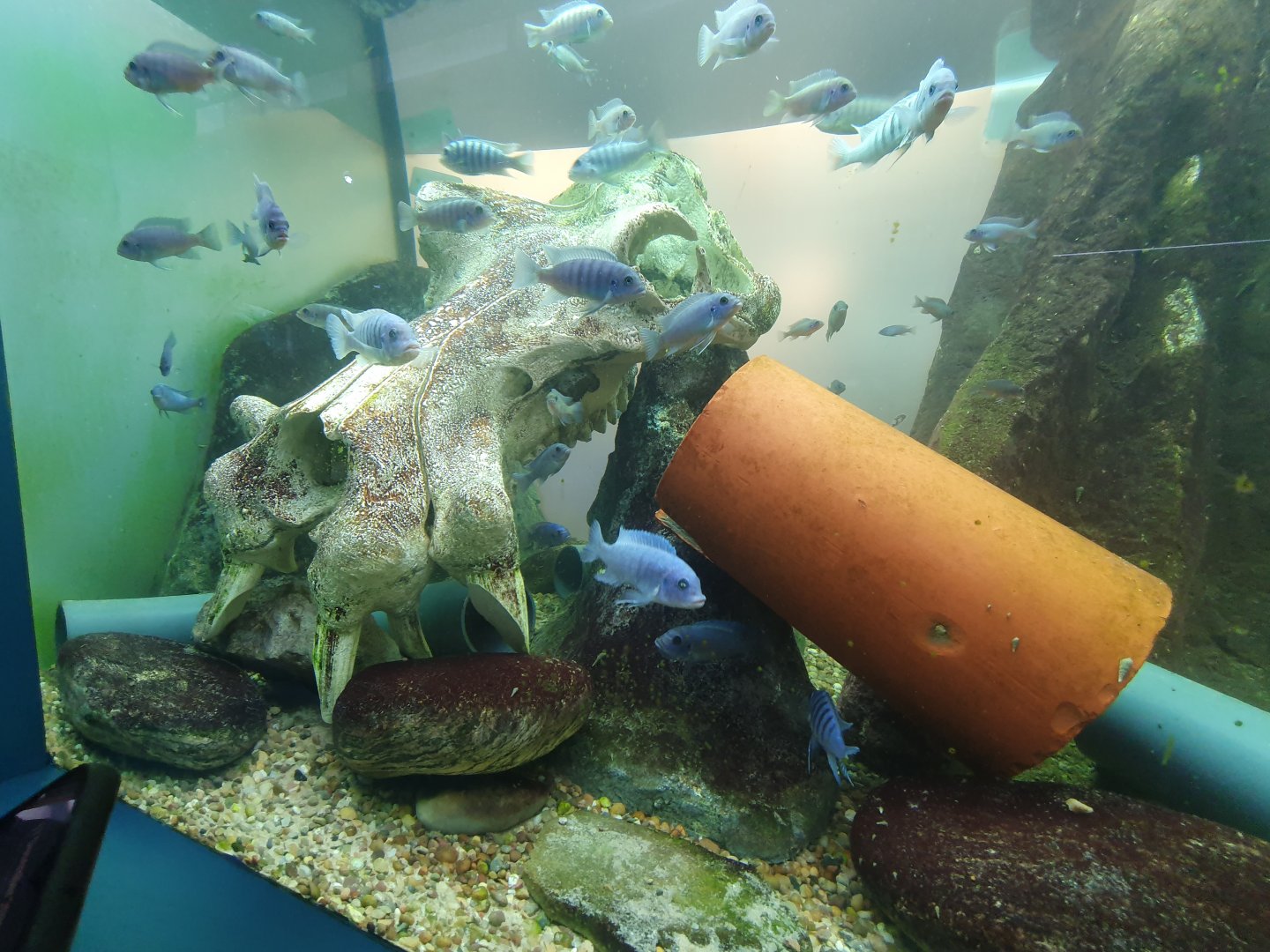 Cichlid enclosure 17/12/23