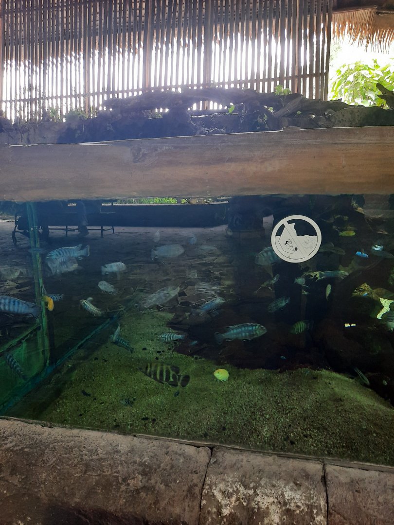 cichlid exhibit