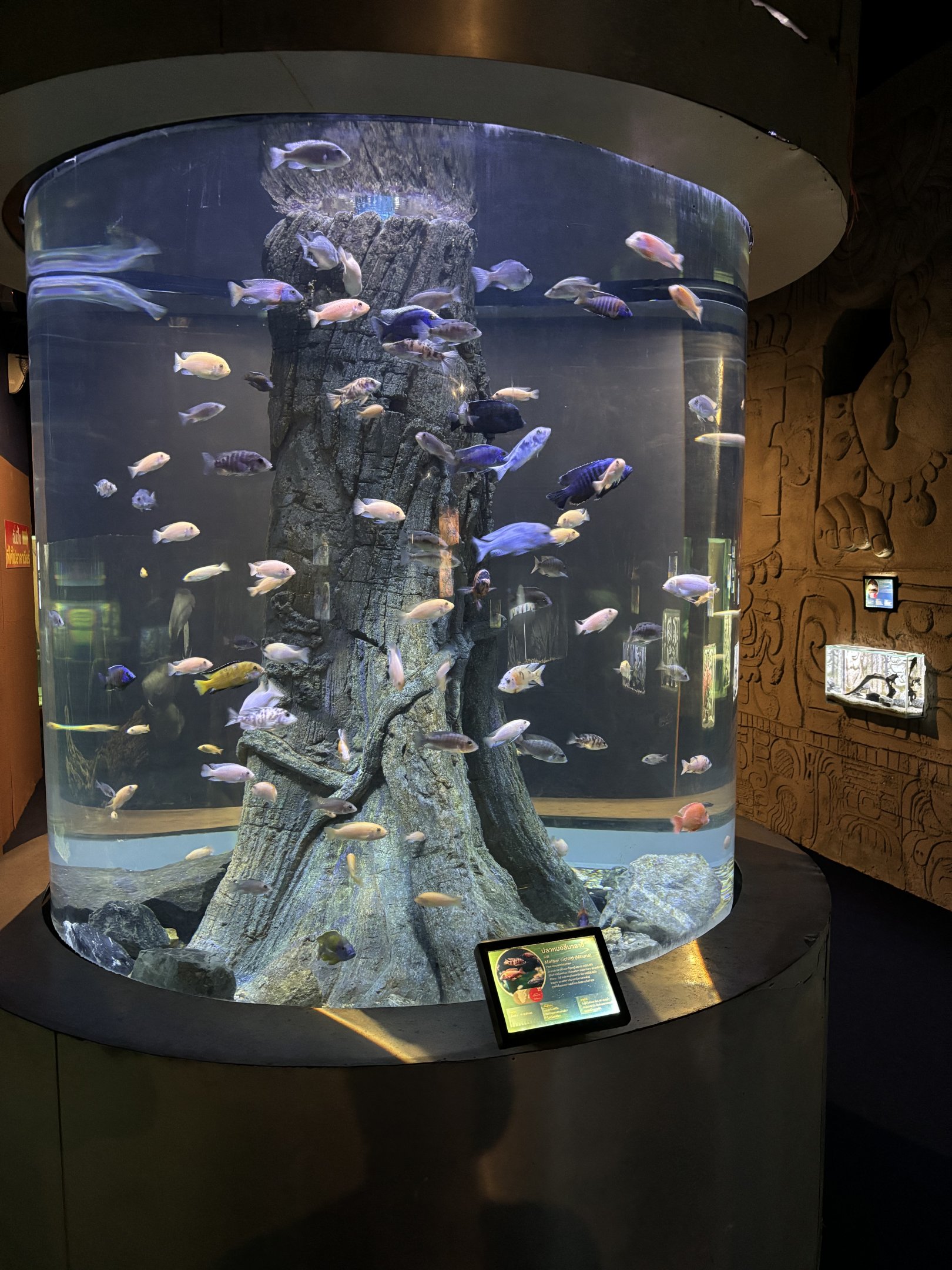 Cichlid Exhibit
