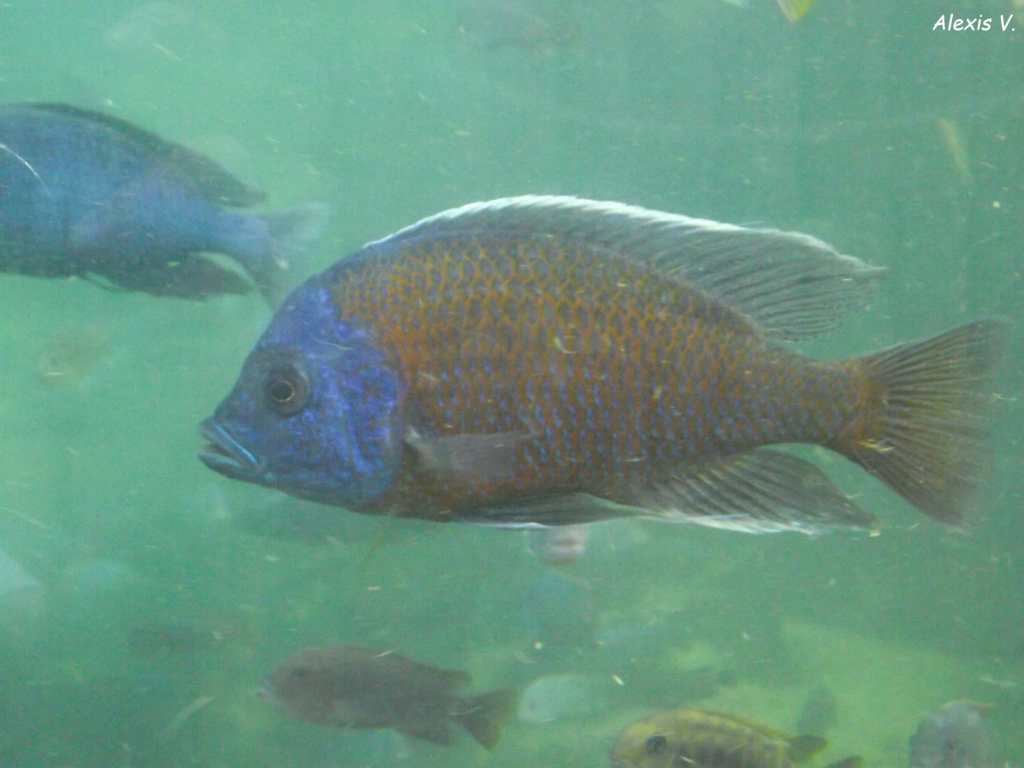 Cichlid fish - Zooparc de Beauval - 13/07/2024