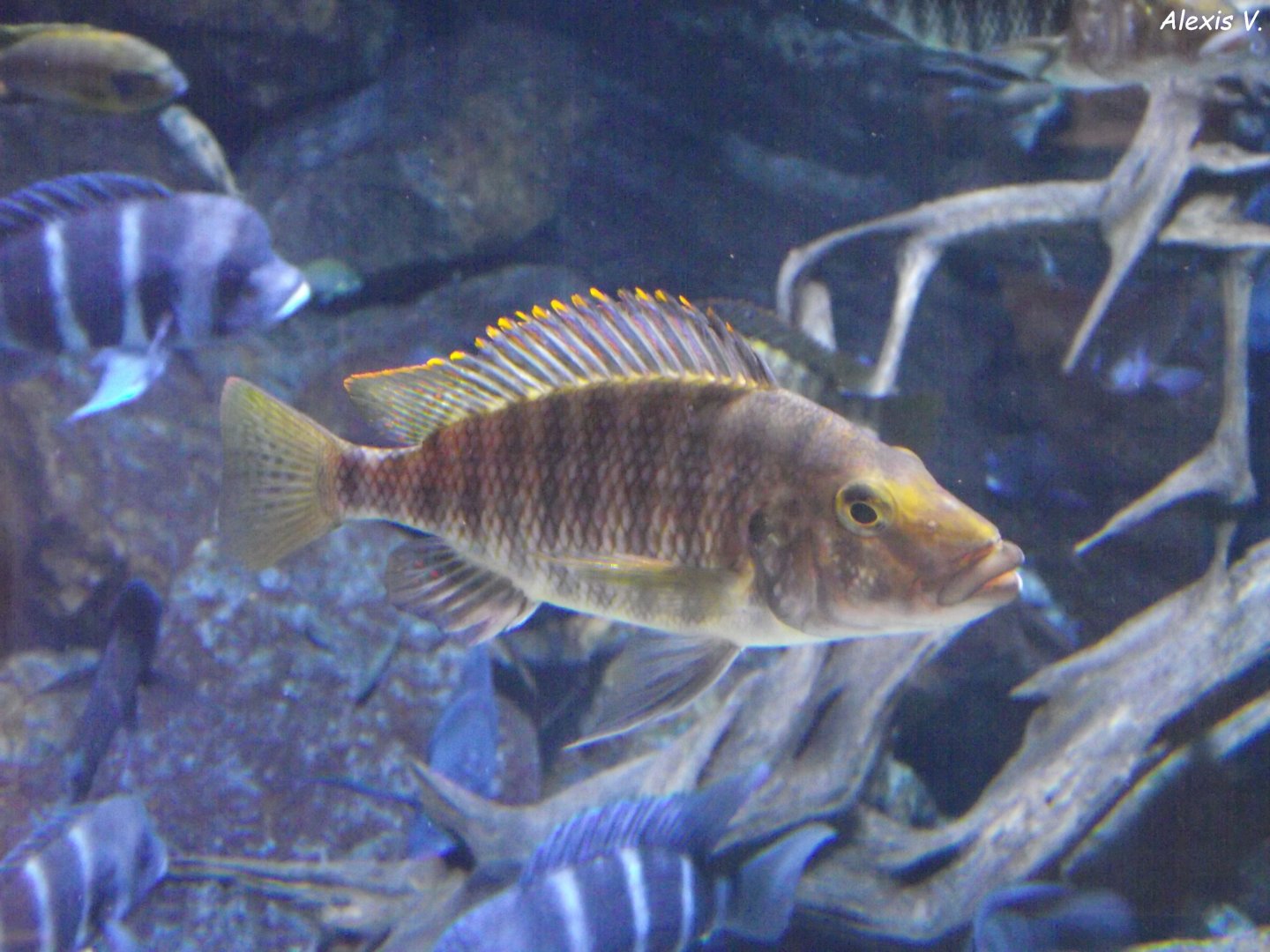 Cichlid fish - Zooparc de Beauval - 13/07/2024