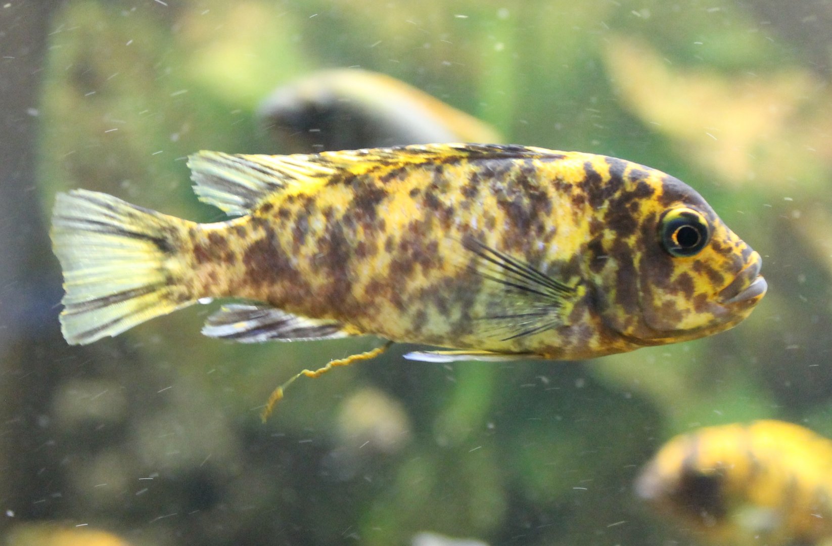 Cichlid going to the toilet