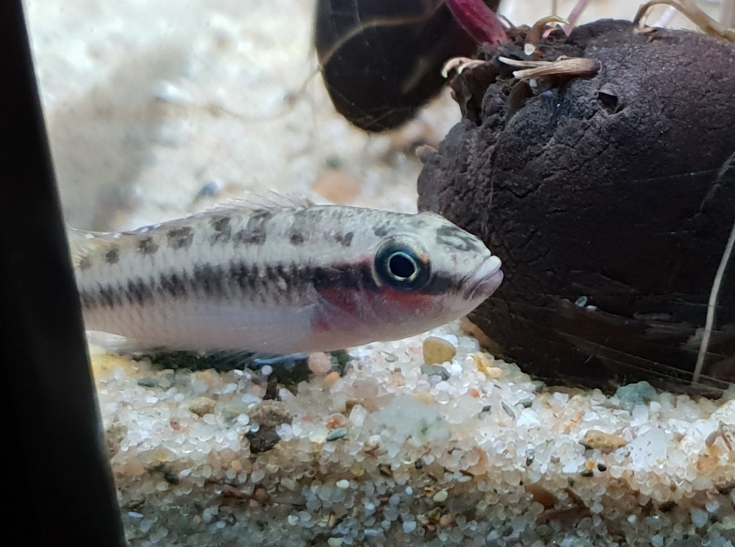 Cichlid ID - African species