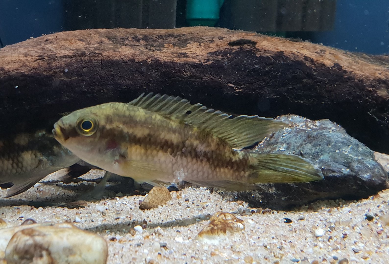 Cichlid ID - African species