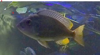 Cichlid ID, Haus der Natur Salzburg