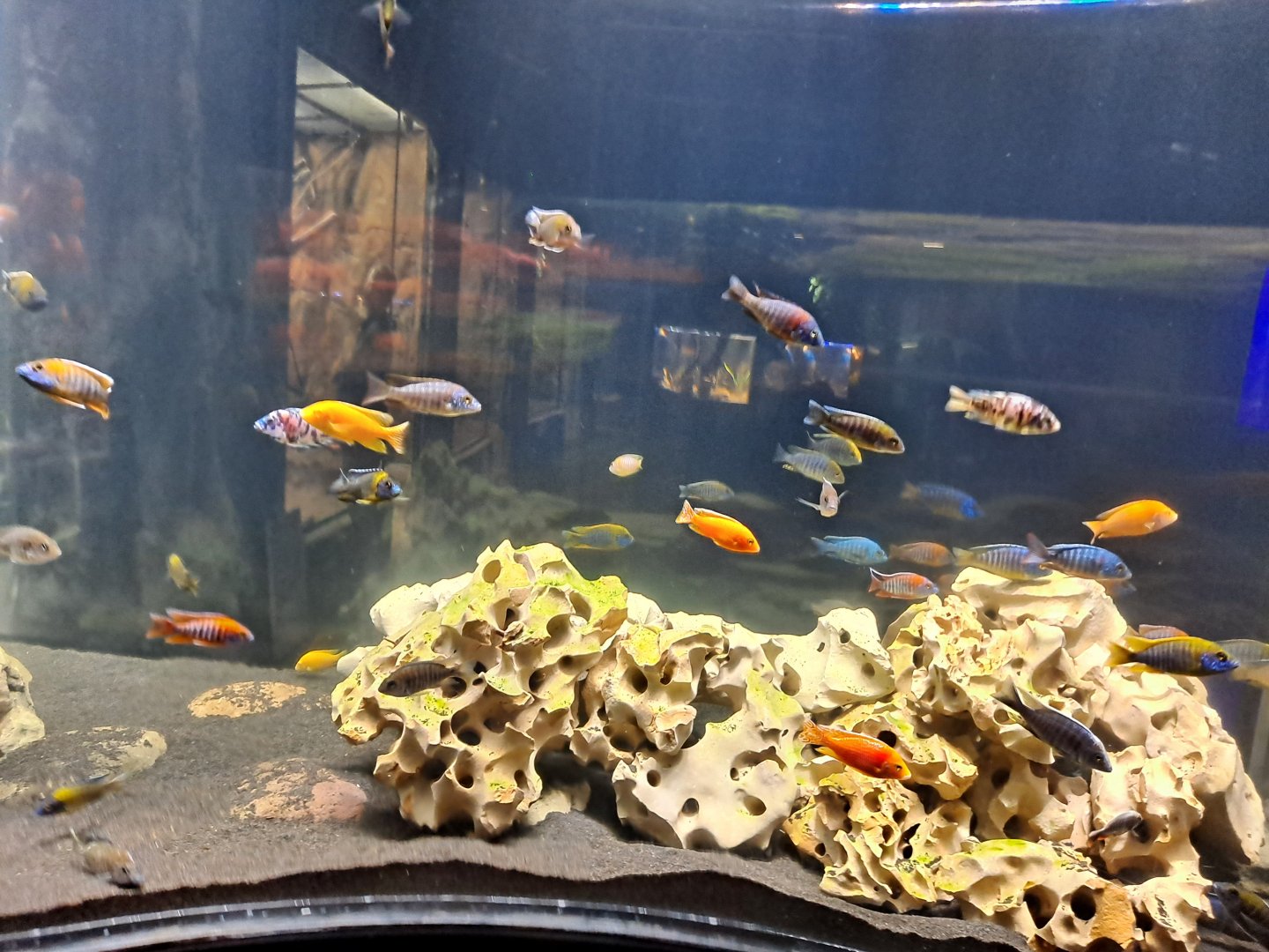 Cichlid ID Help Wanted! (4/19/25)