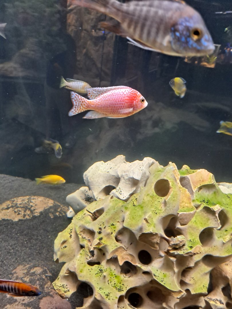 Cichlid ID Help Wanted! (4/19/25)