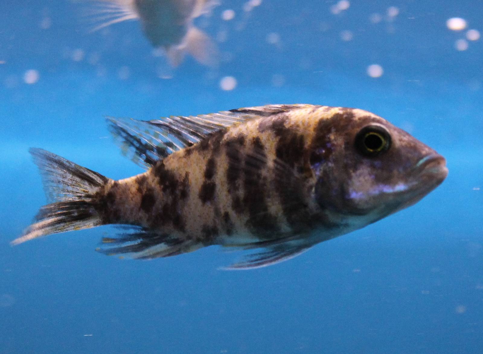 Cichlid ID - Orange Blotch morph