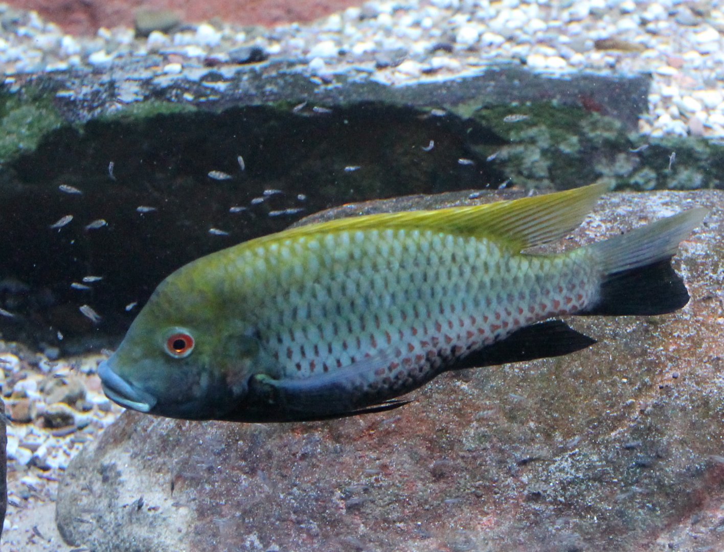 Cichlid ID - with young