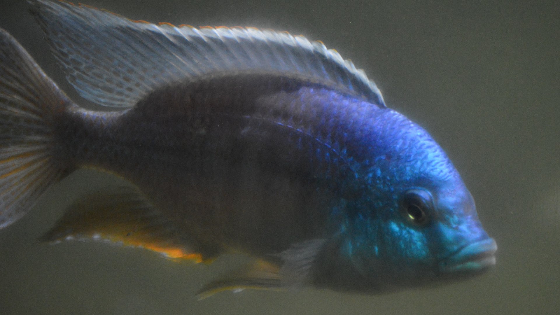 Cichlid ID (Zoo Miami)