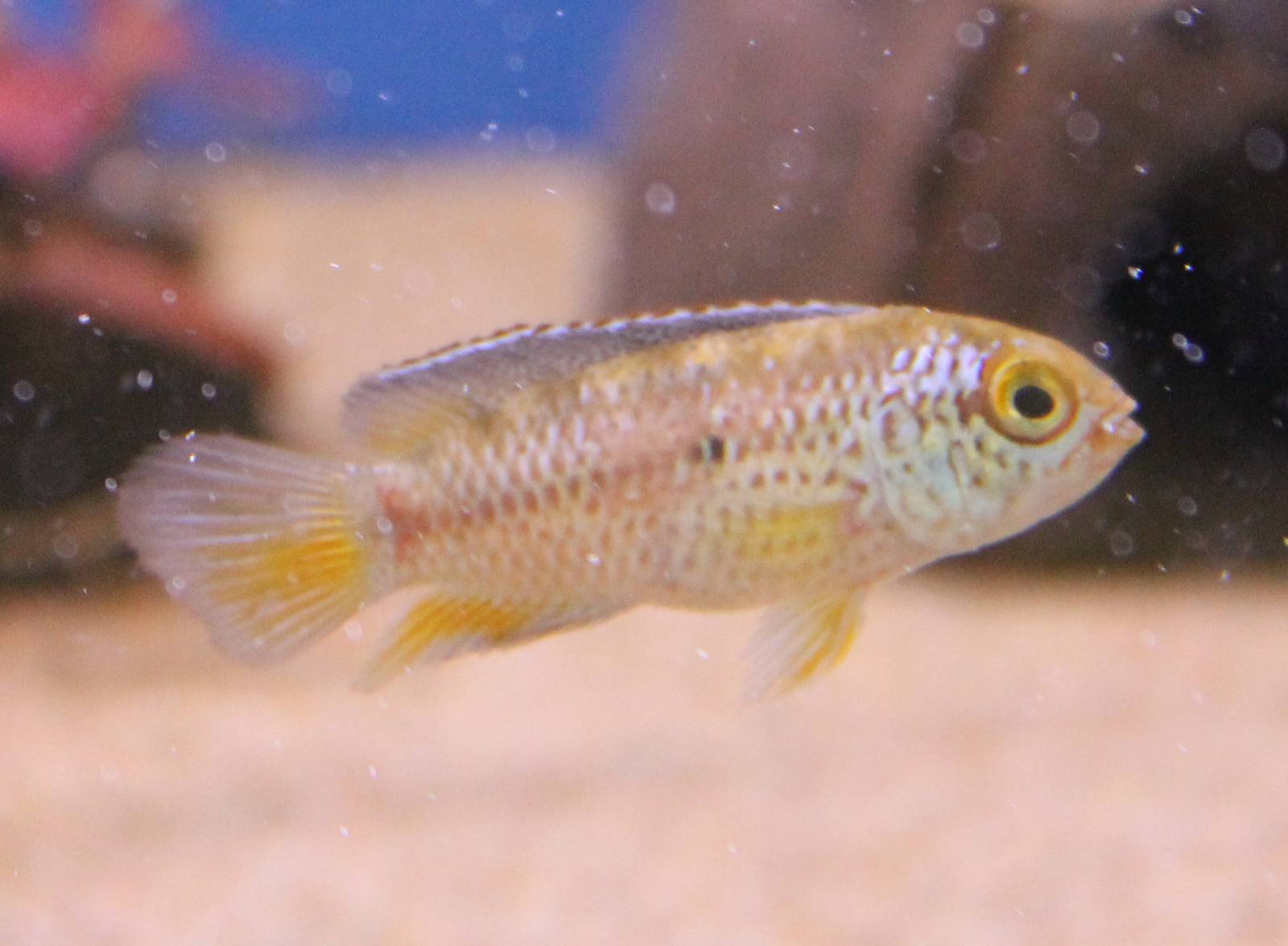 Cichlid ID