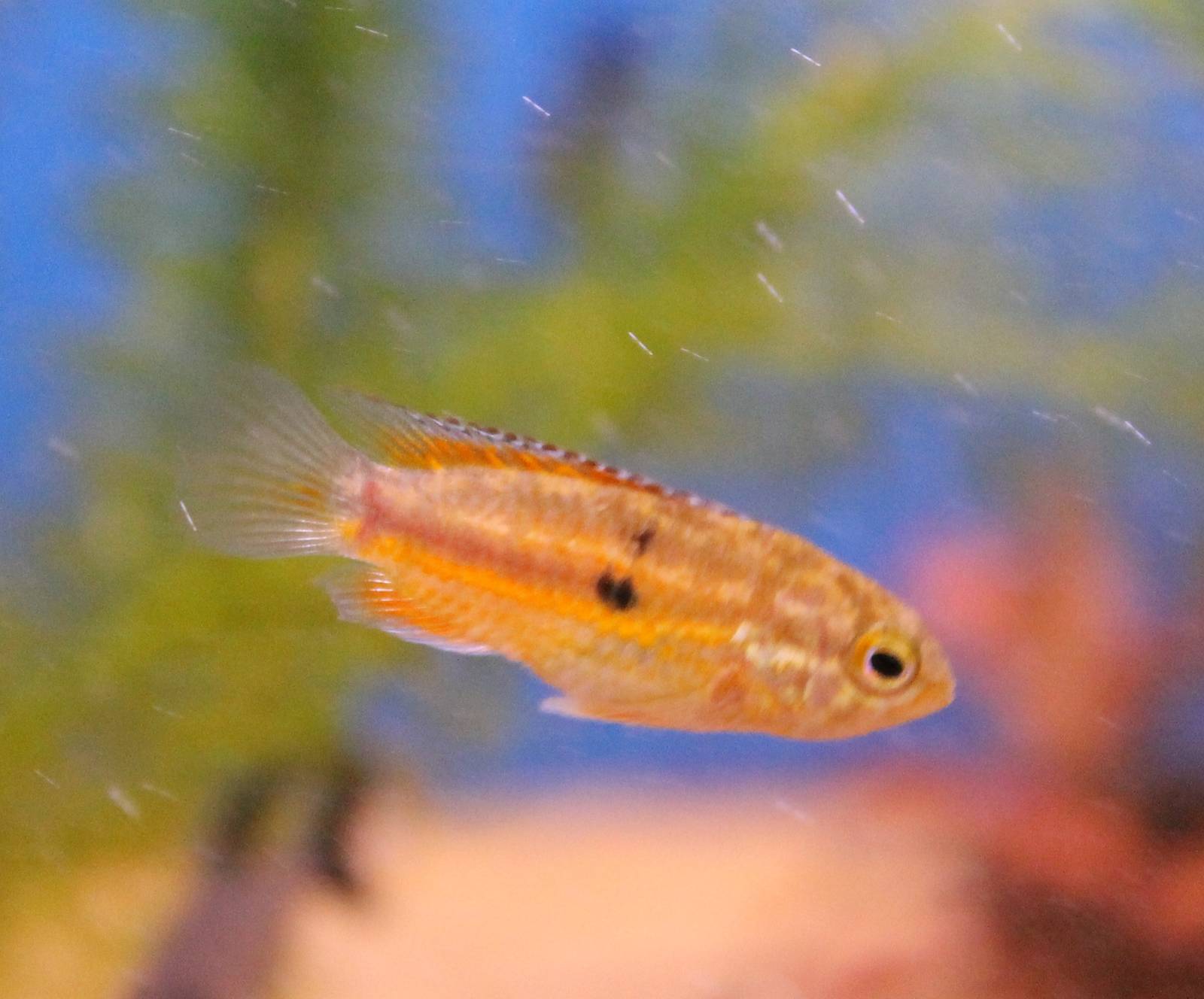 Cichlid ID
