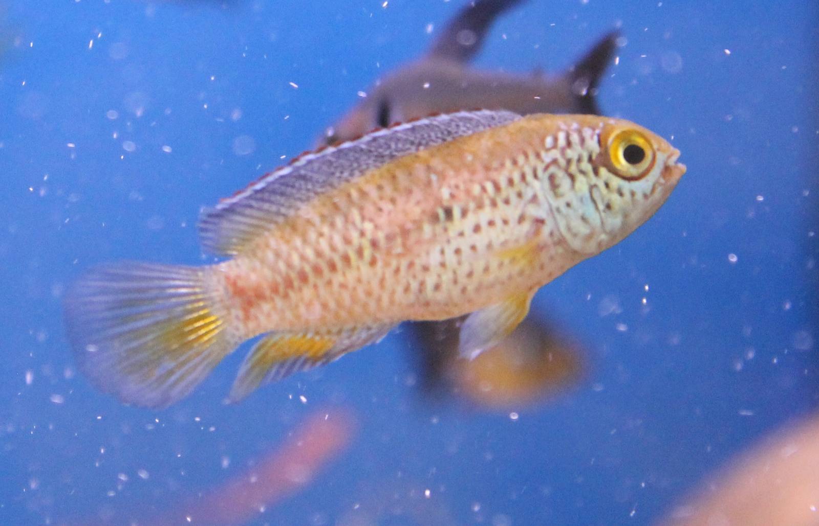 Cichlid ID