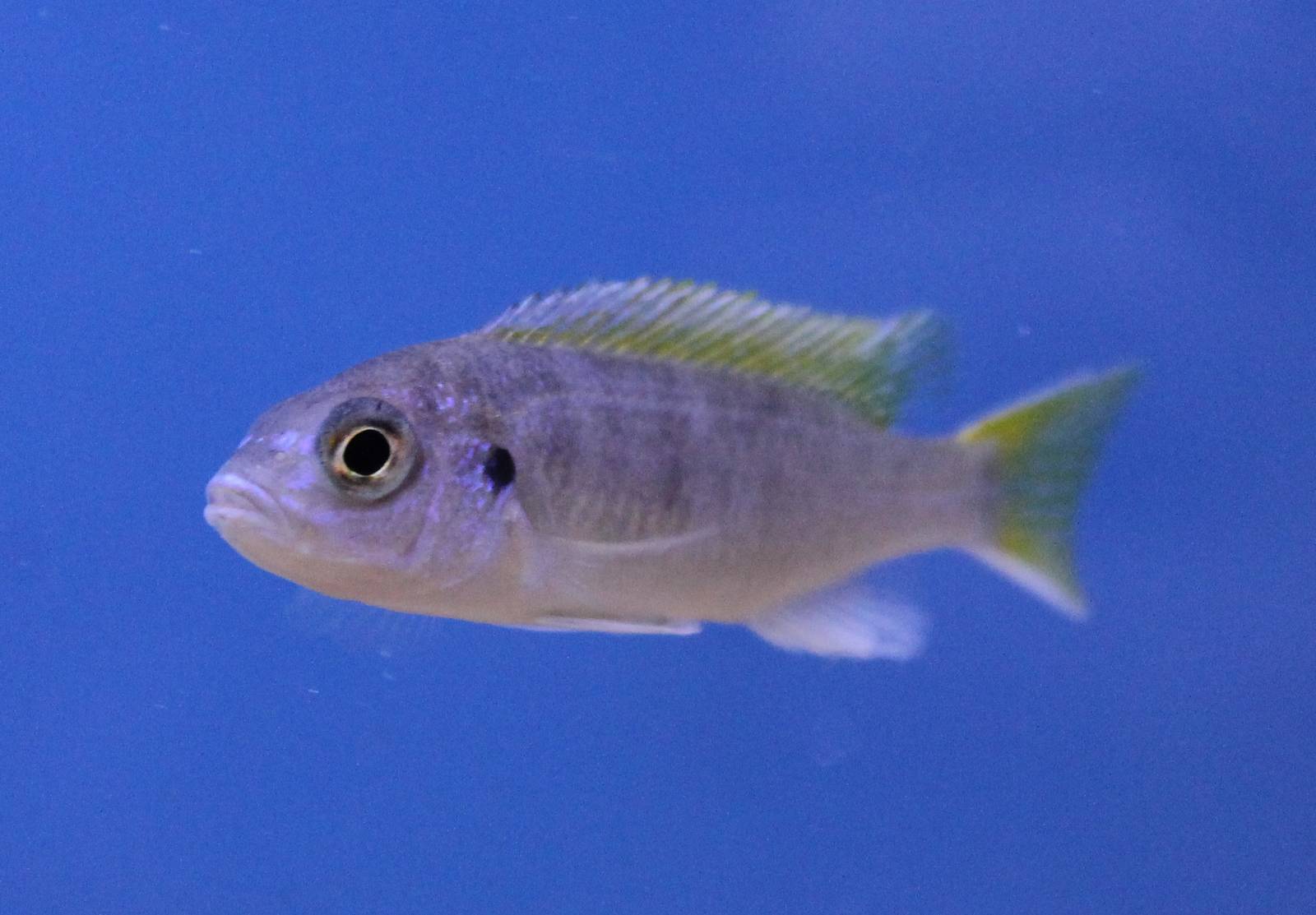 Cichlid ID