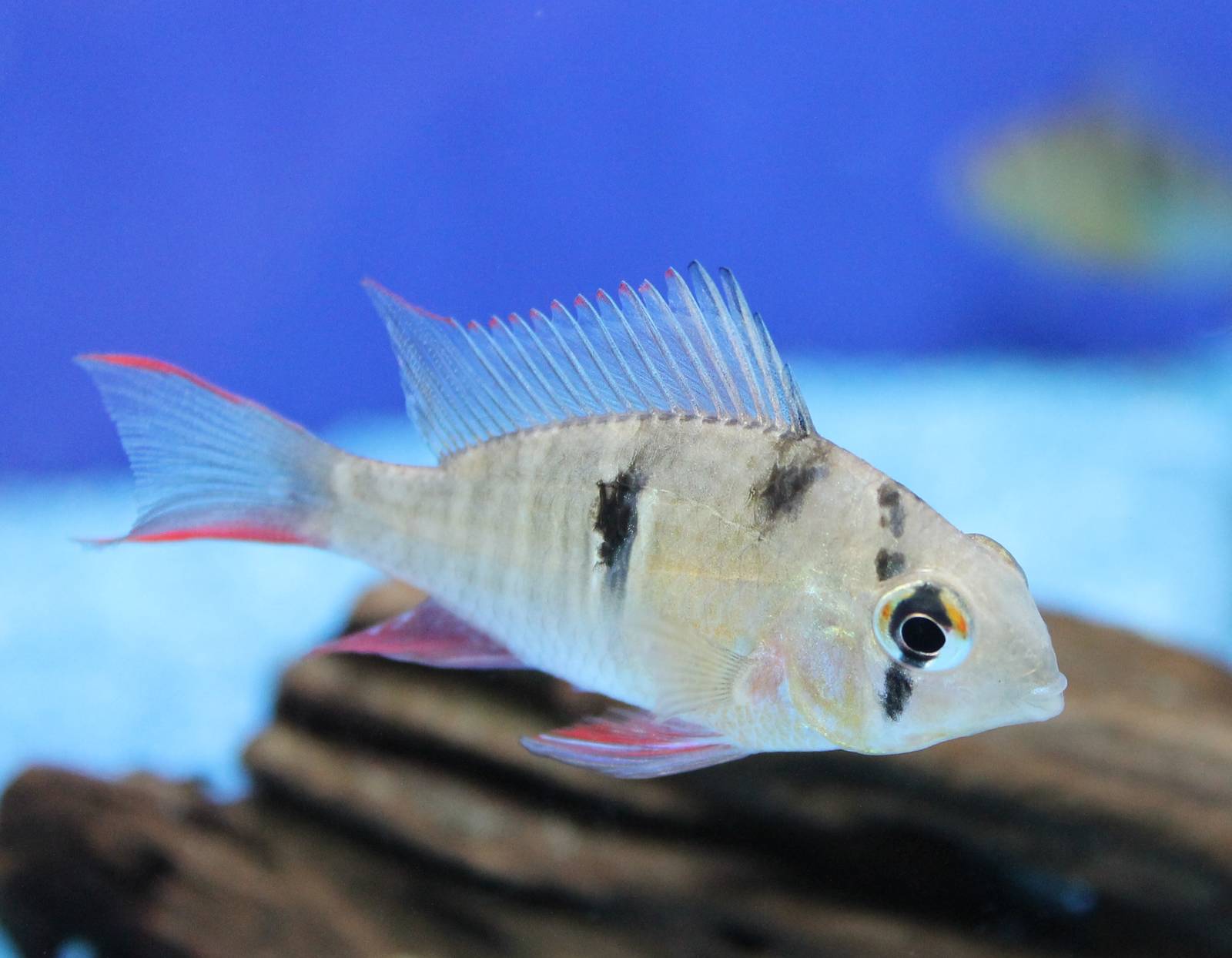 Cichlid ID