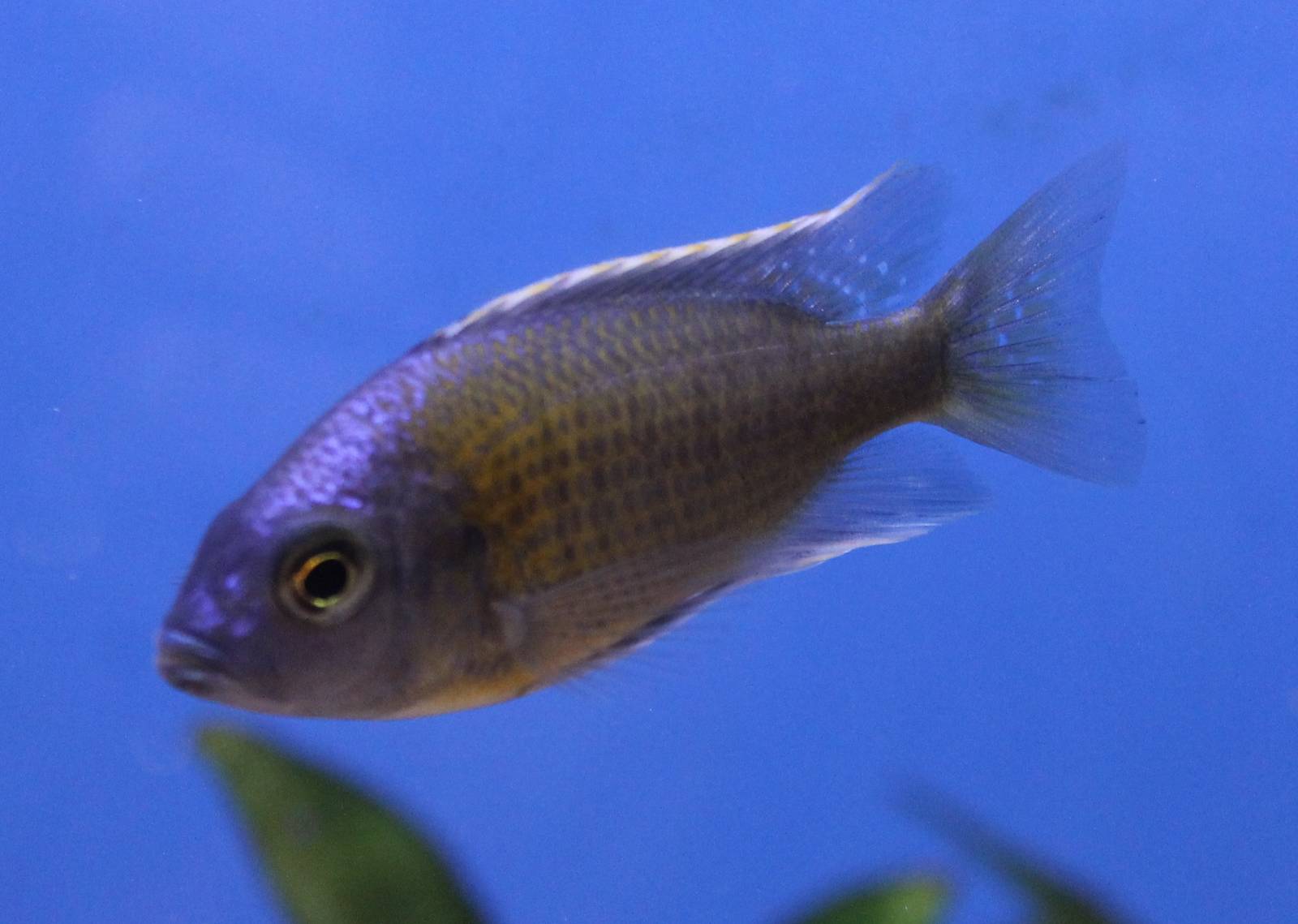 Cichlid ID