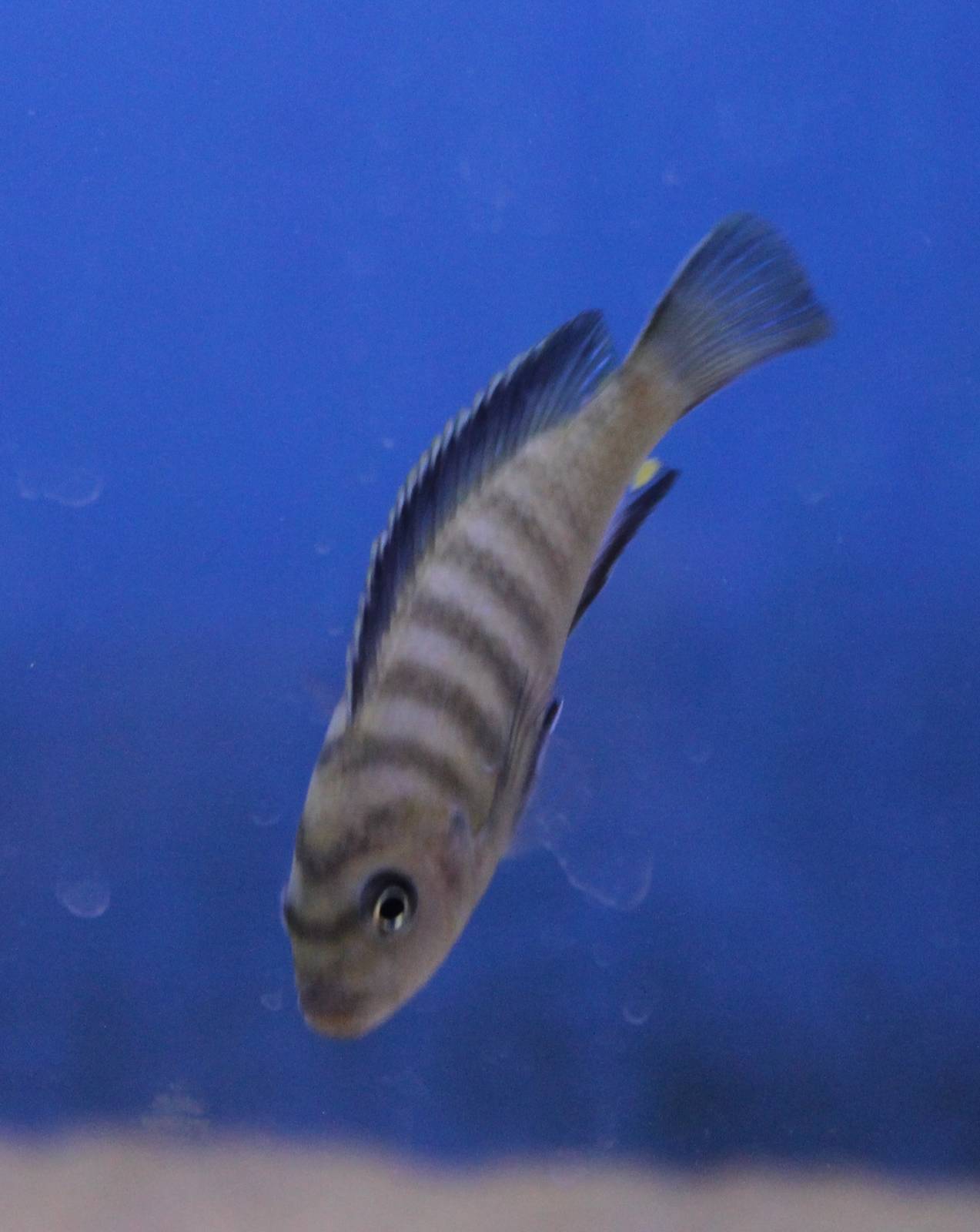 Cichlid ID