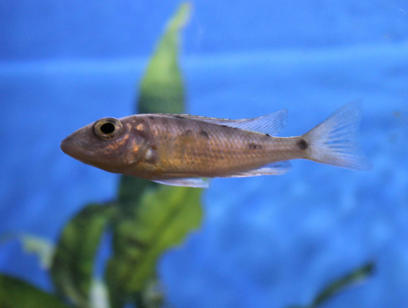 Cichlid ID