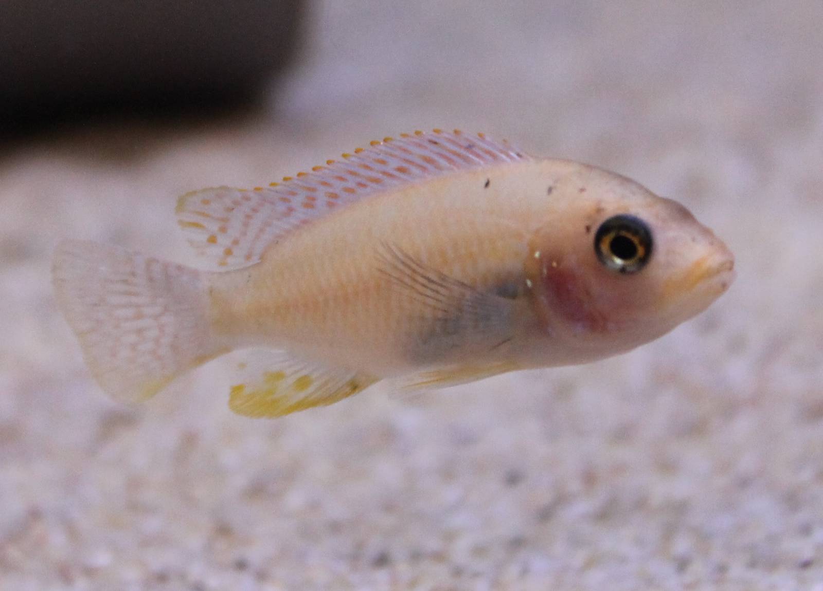 Cichlid ID
