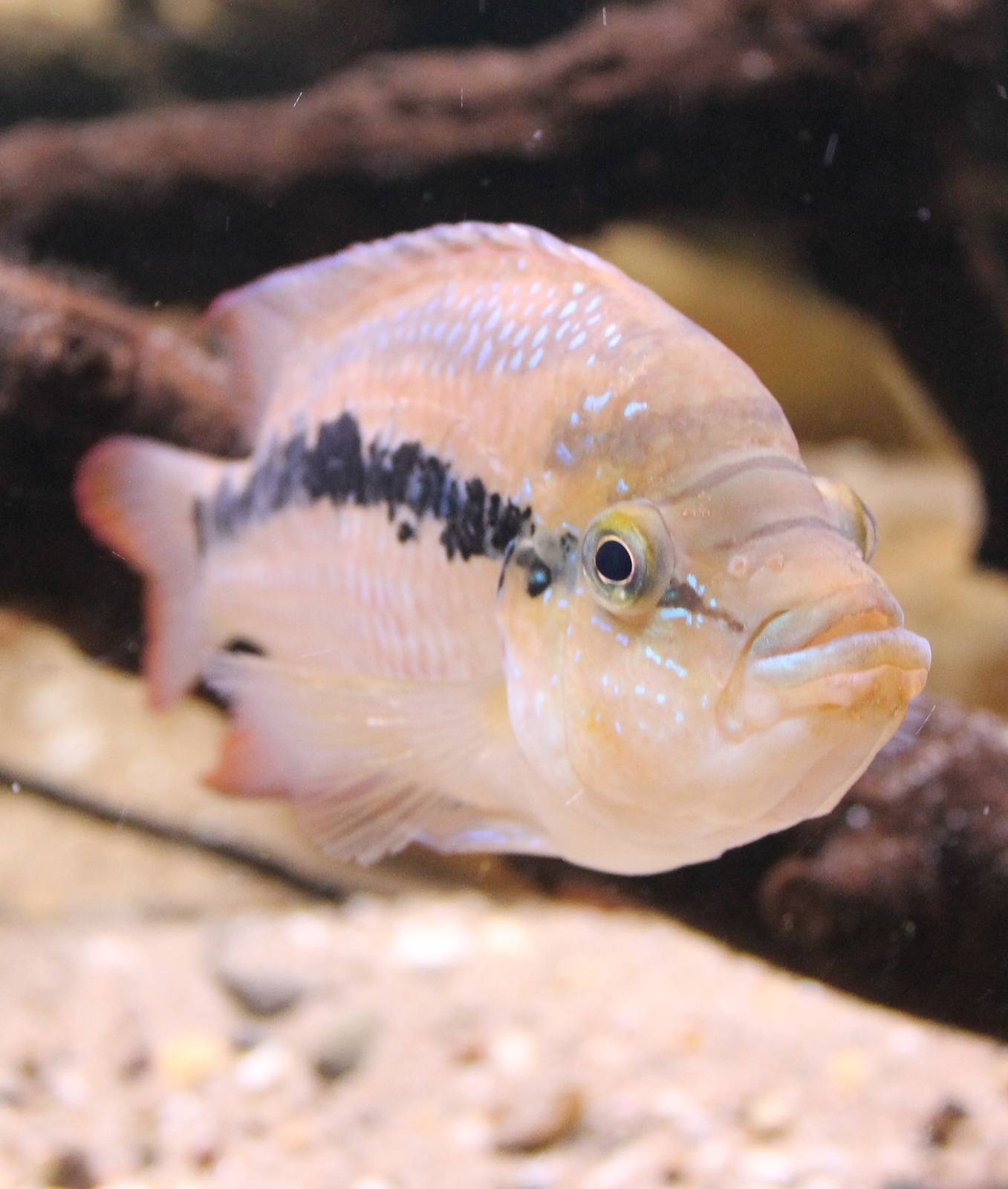 Cichlid ID