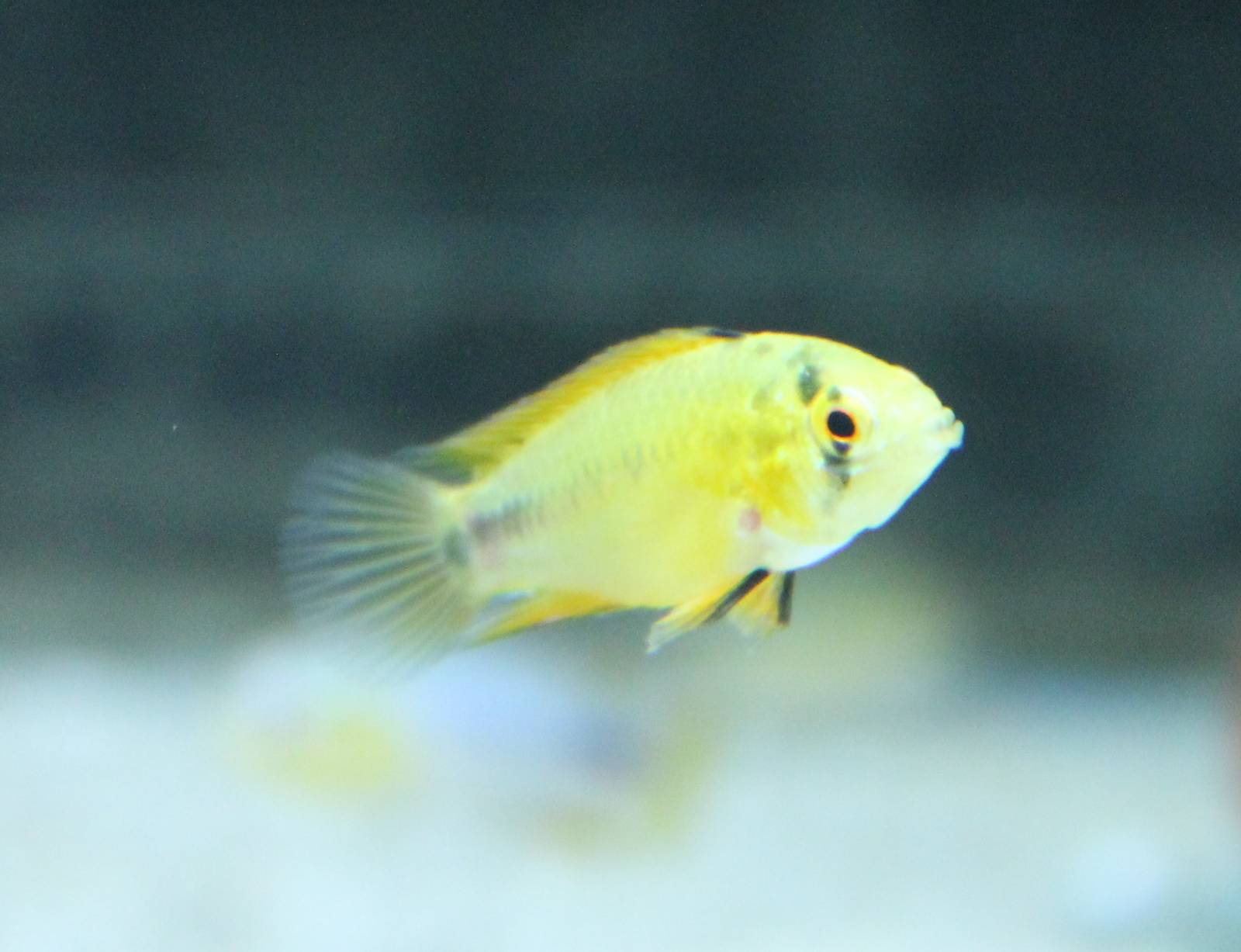 Cichlid ID