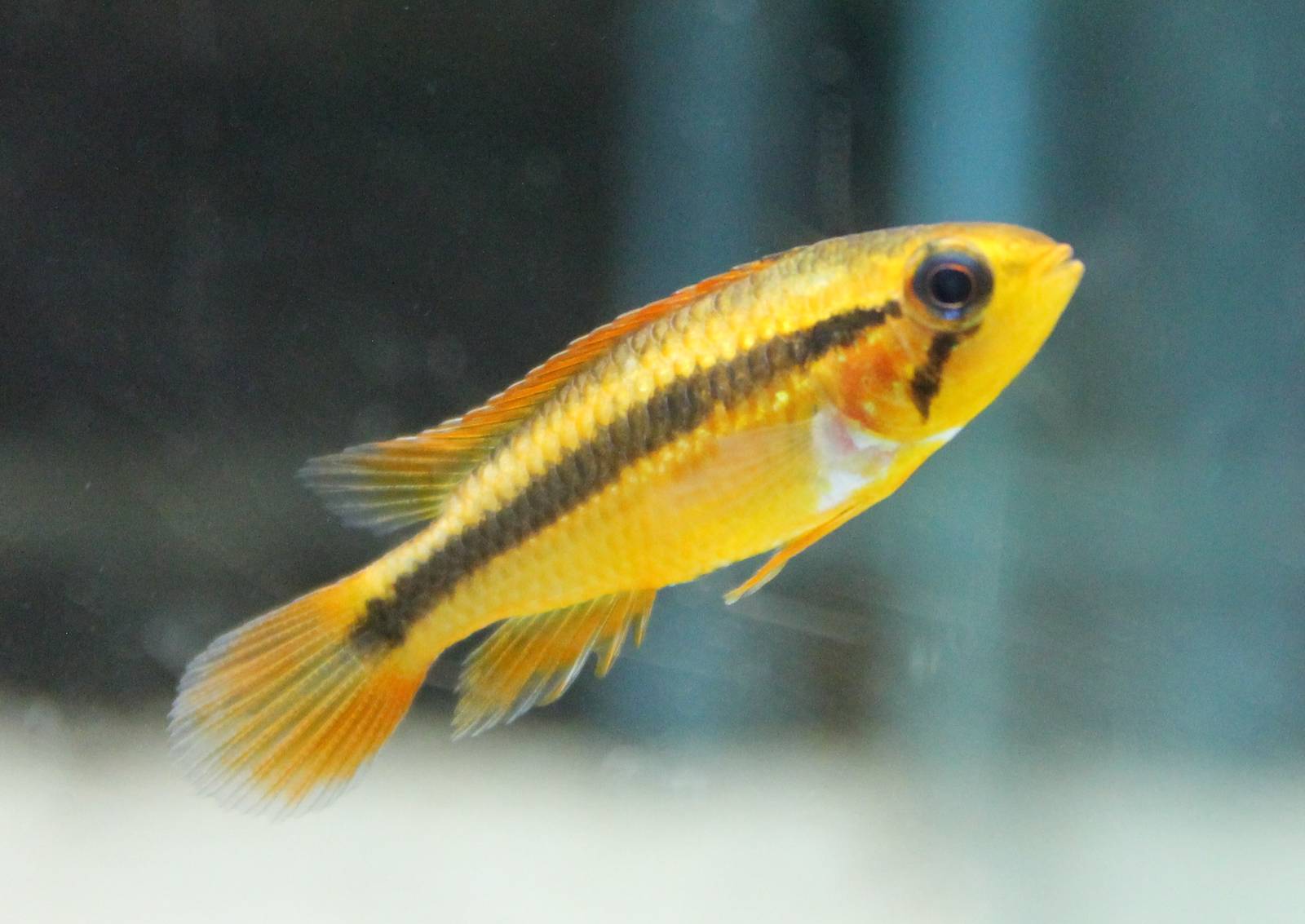 Cichlid ID