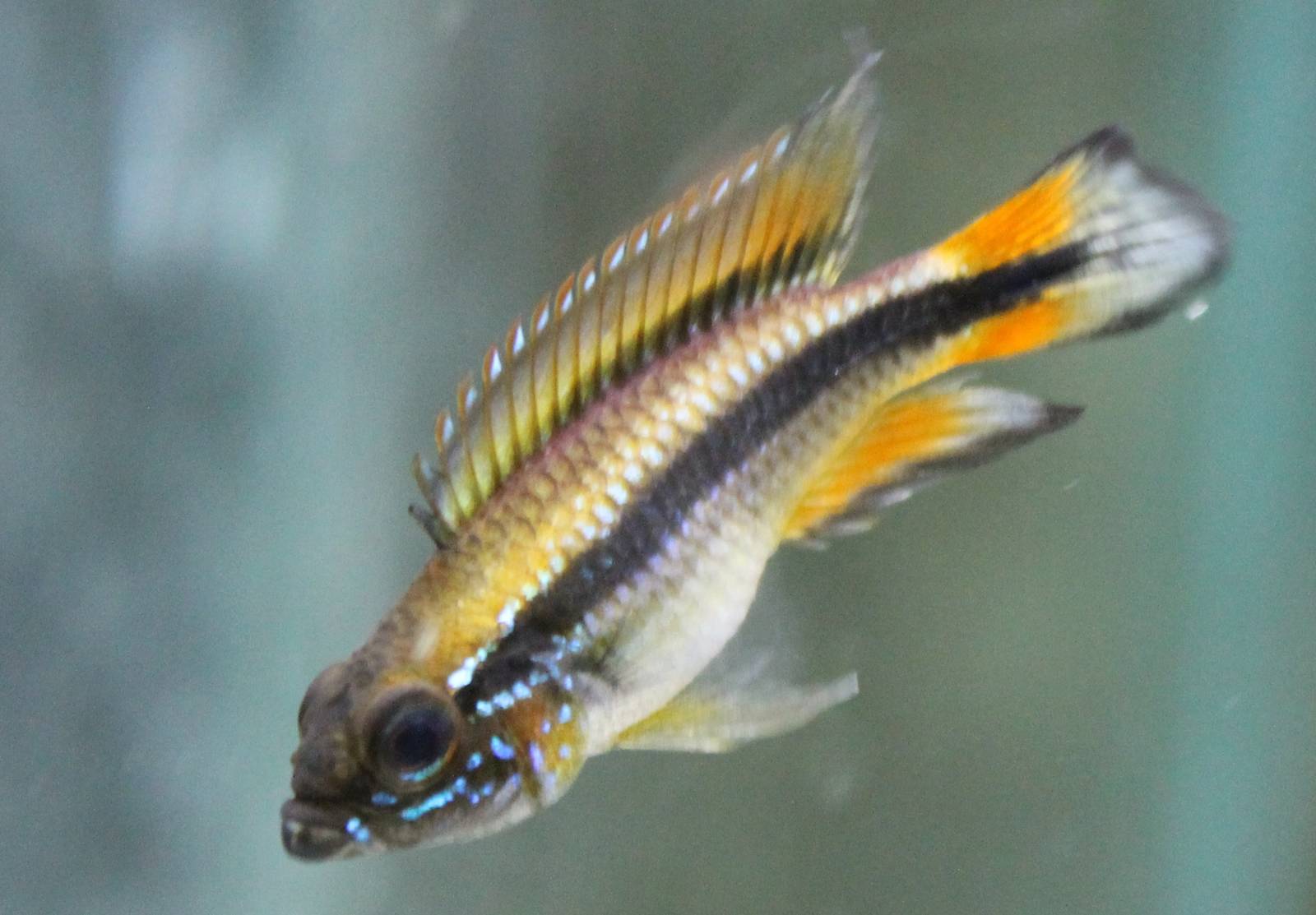 Cichlid ID
