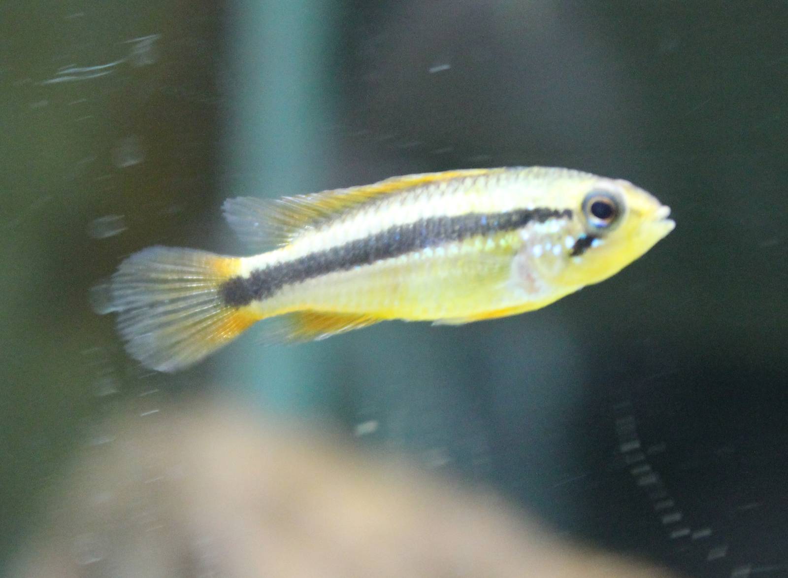 Cichlid ID