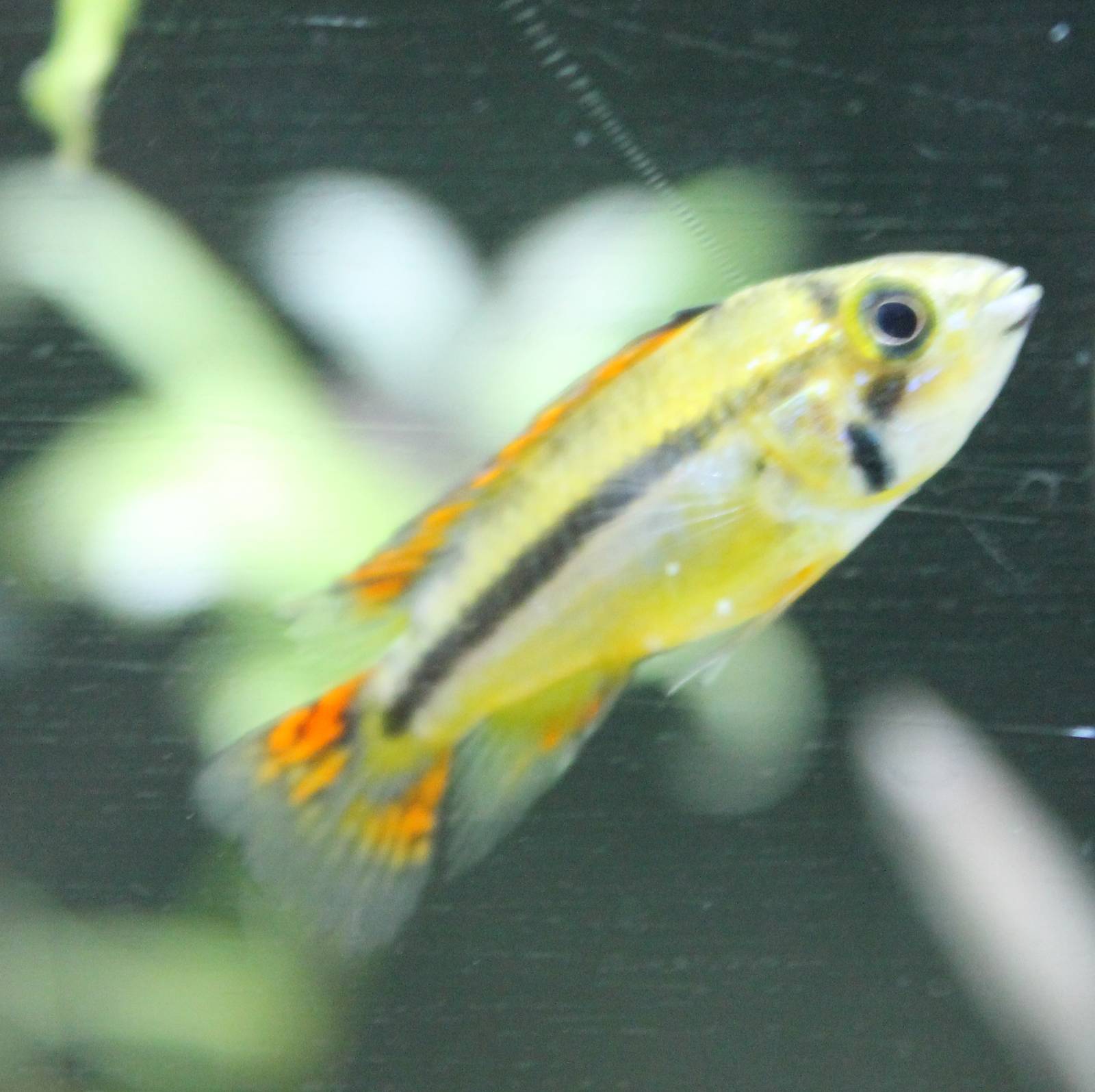 Cichlid ID