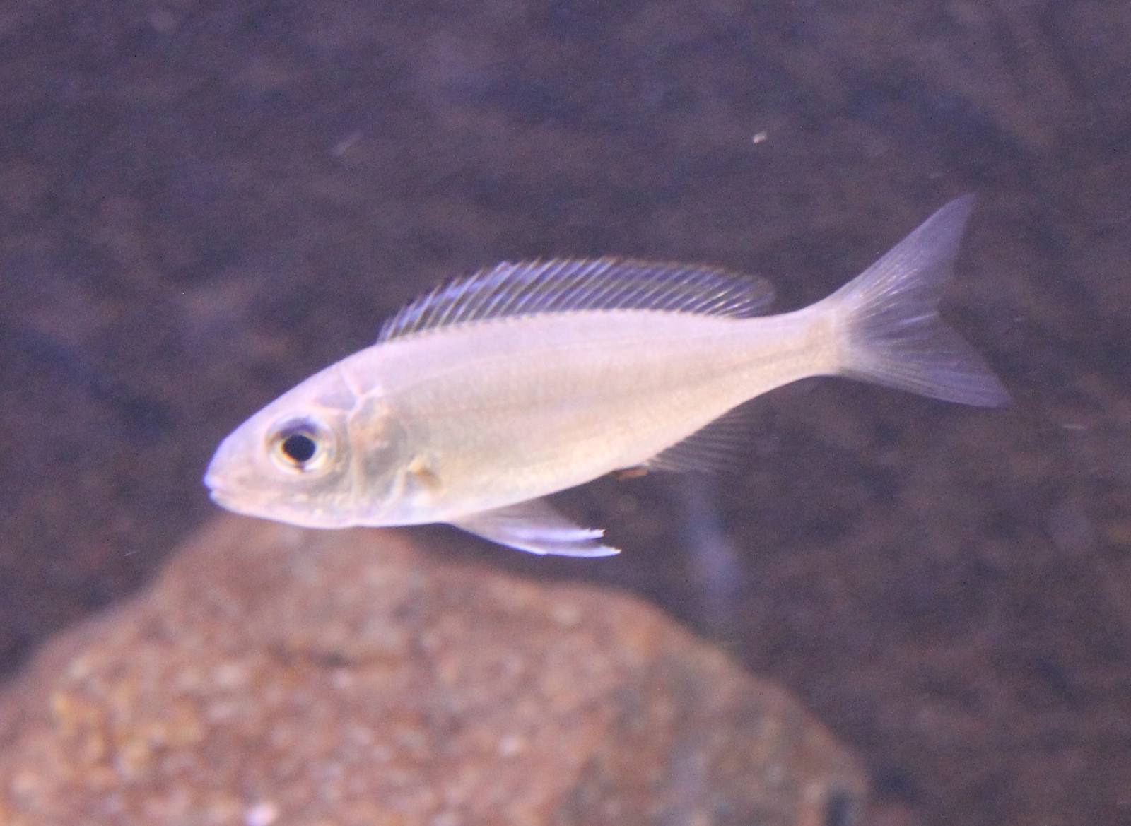 Cichlid ID