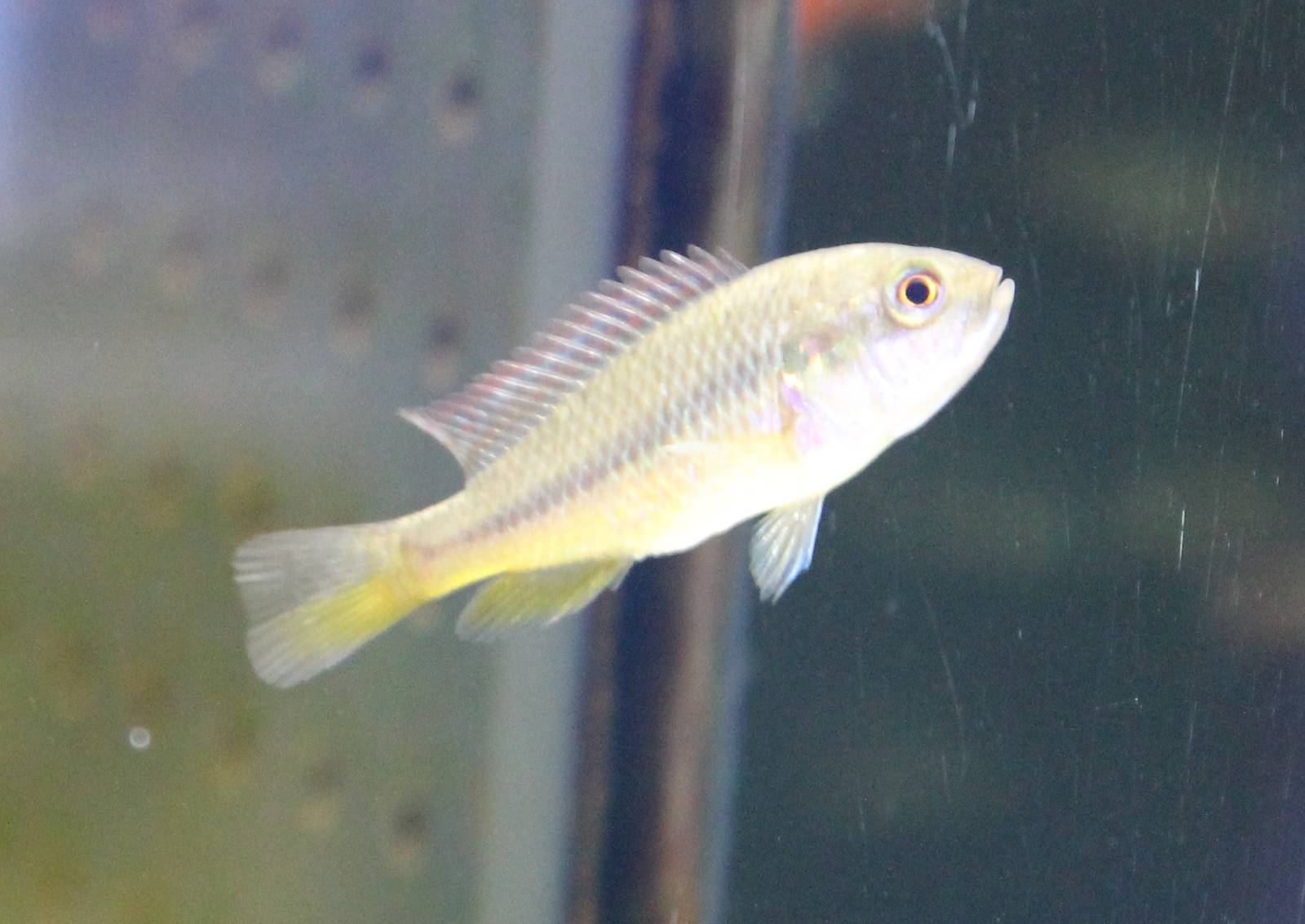 Cichlid ID