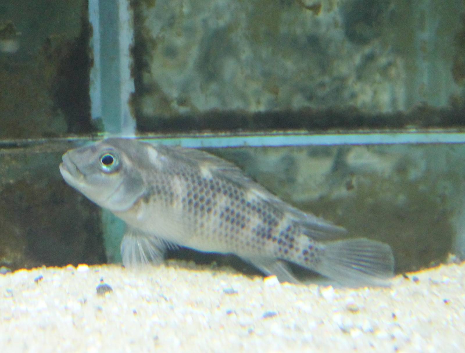 Cichlid ID