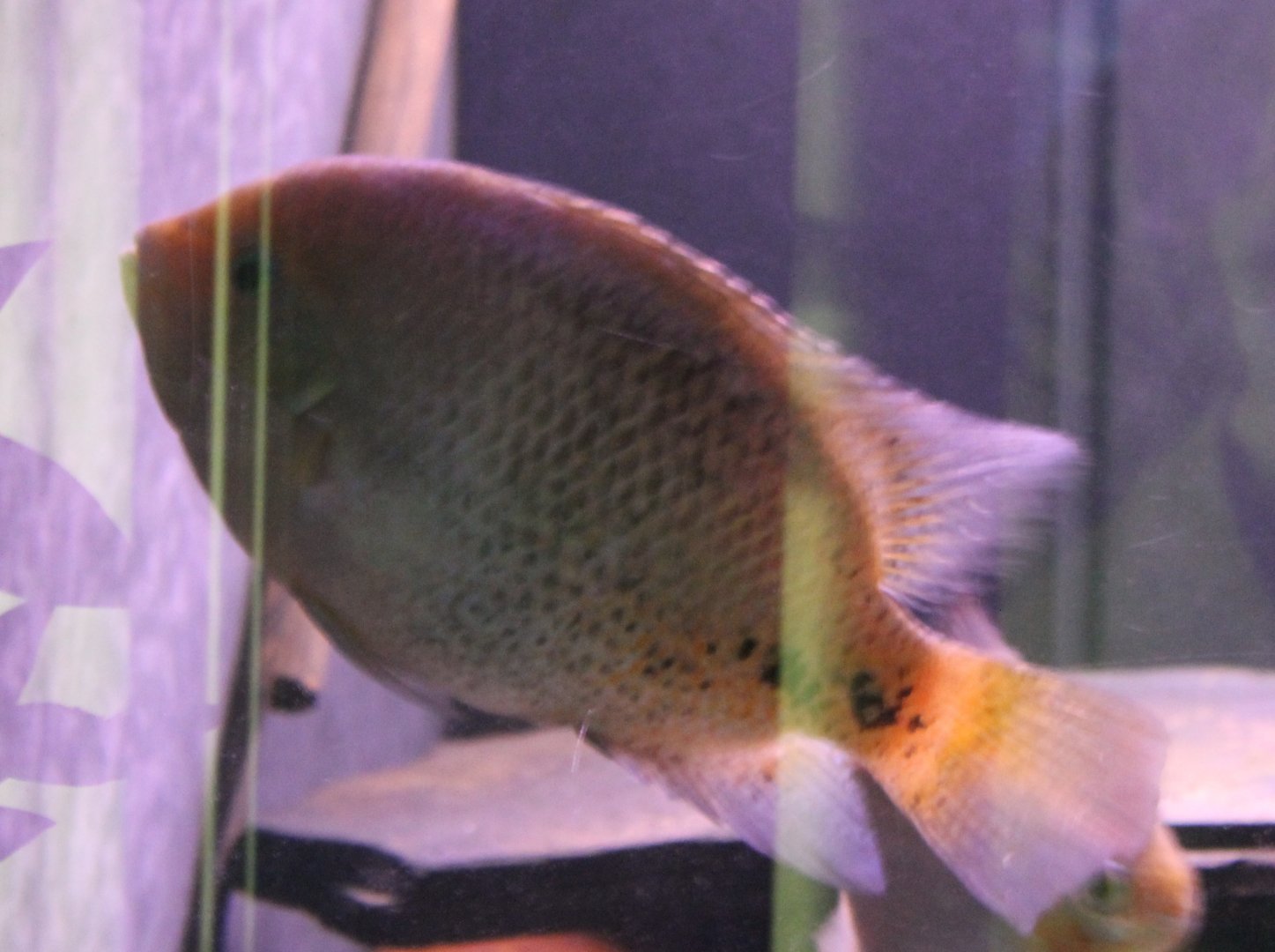 Cichlid ID