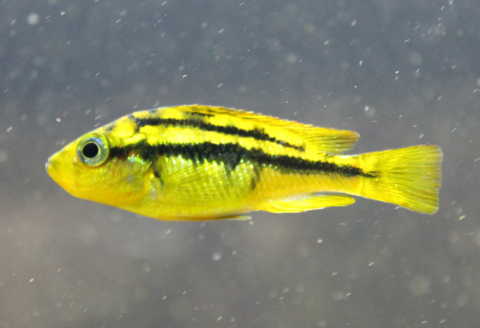 Cichlid ID