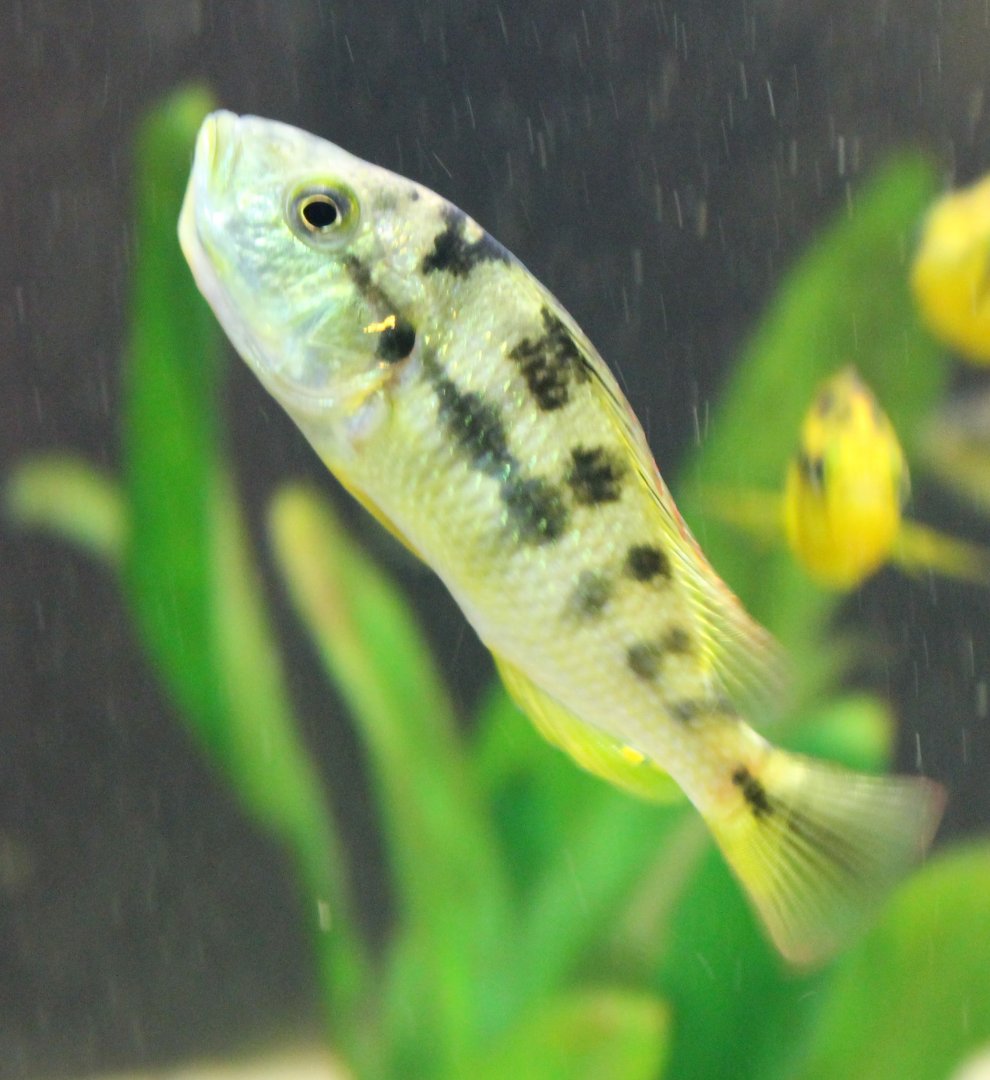 Cichlid ID